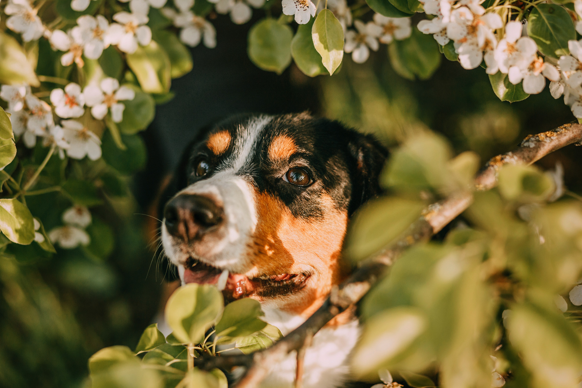 Аня и Вафля. Фотограф-анималист Елена Радченко, Москва