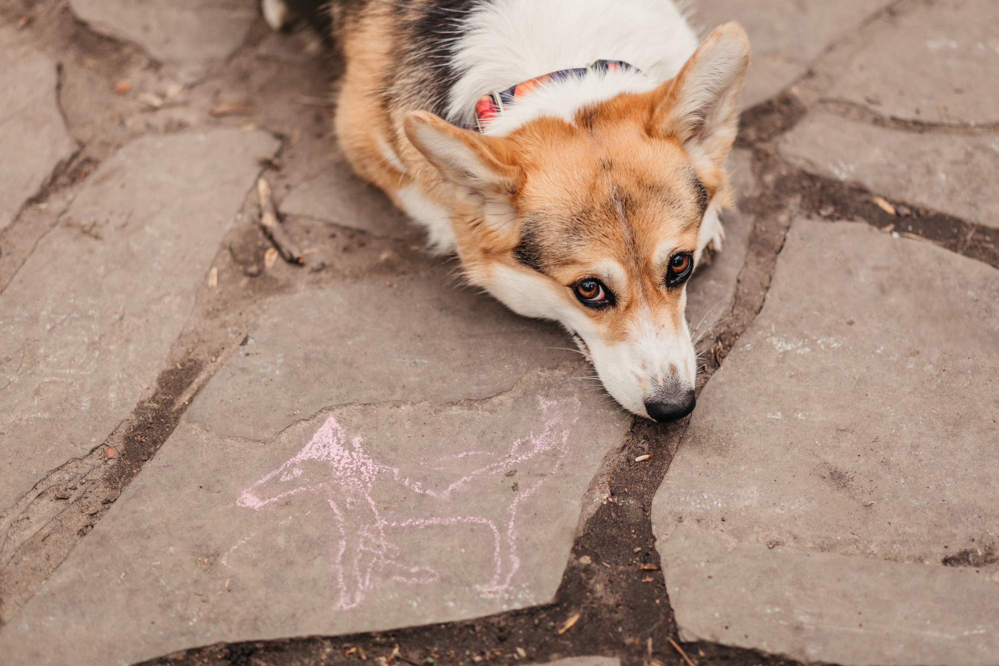 Анна, Рустам и Габи. Фотограф-анималист Елена Радченко, Москва
