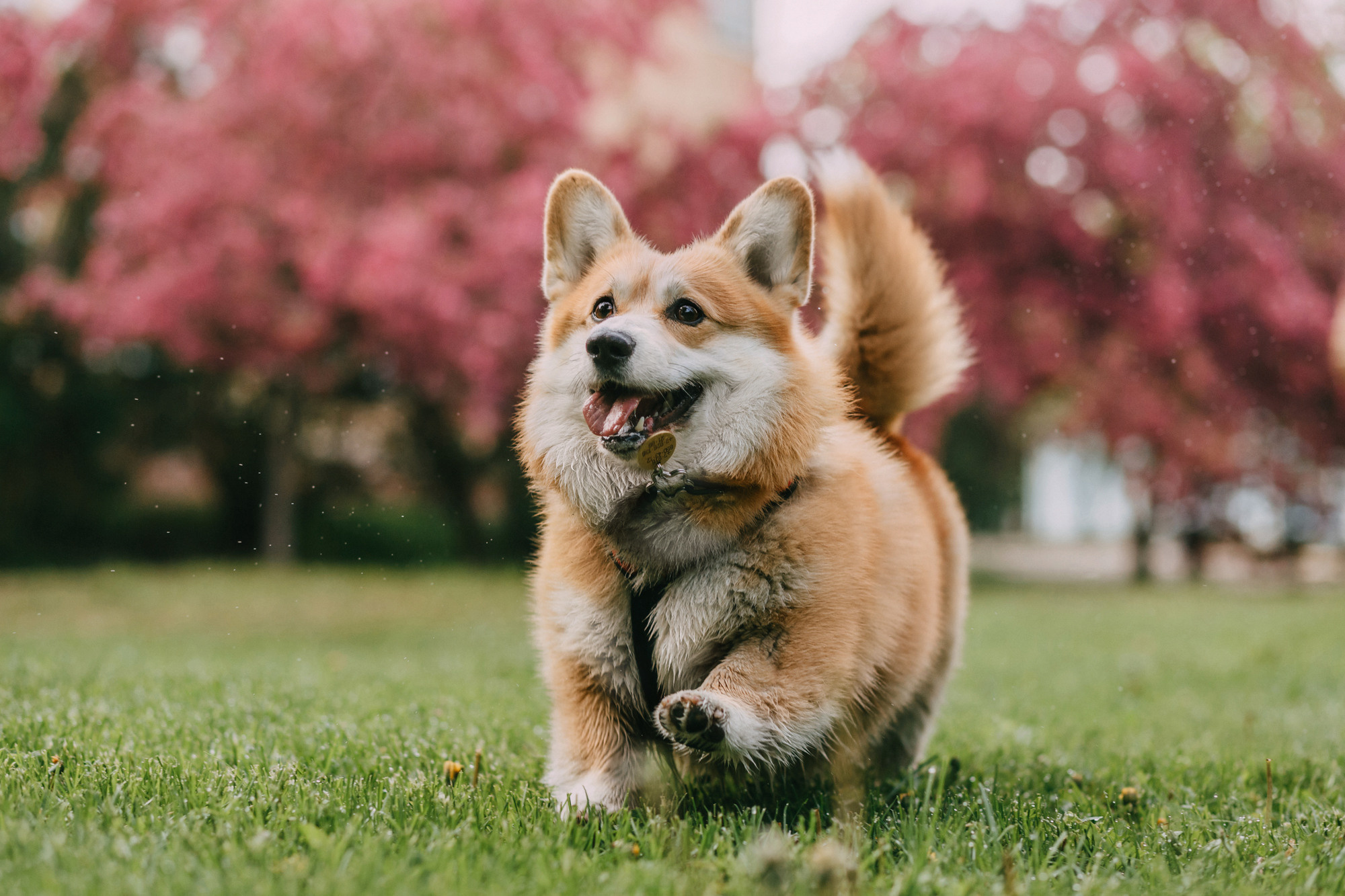 Анна и Филипп. Фотограф-анималист Елена Радченко, Москва