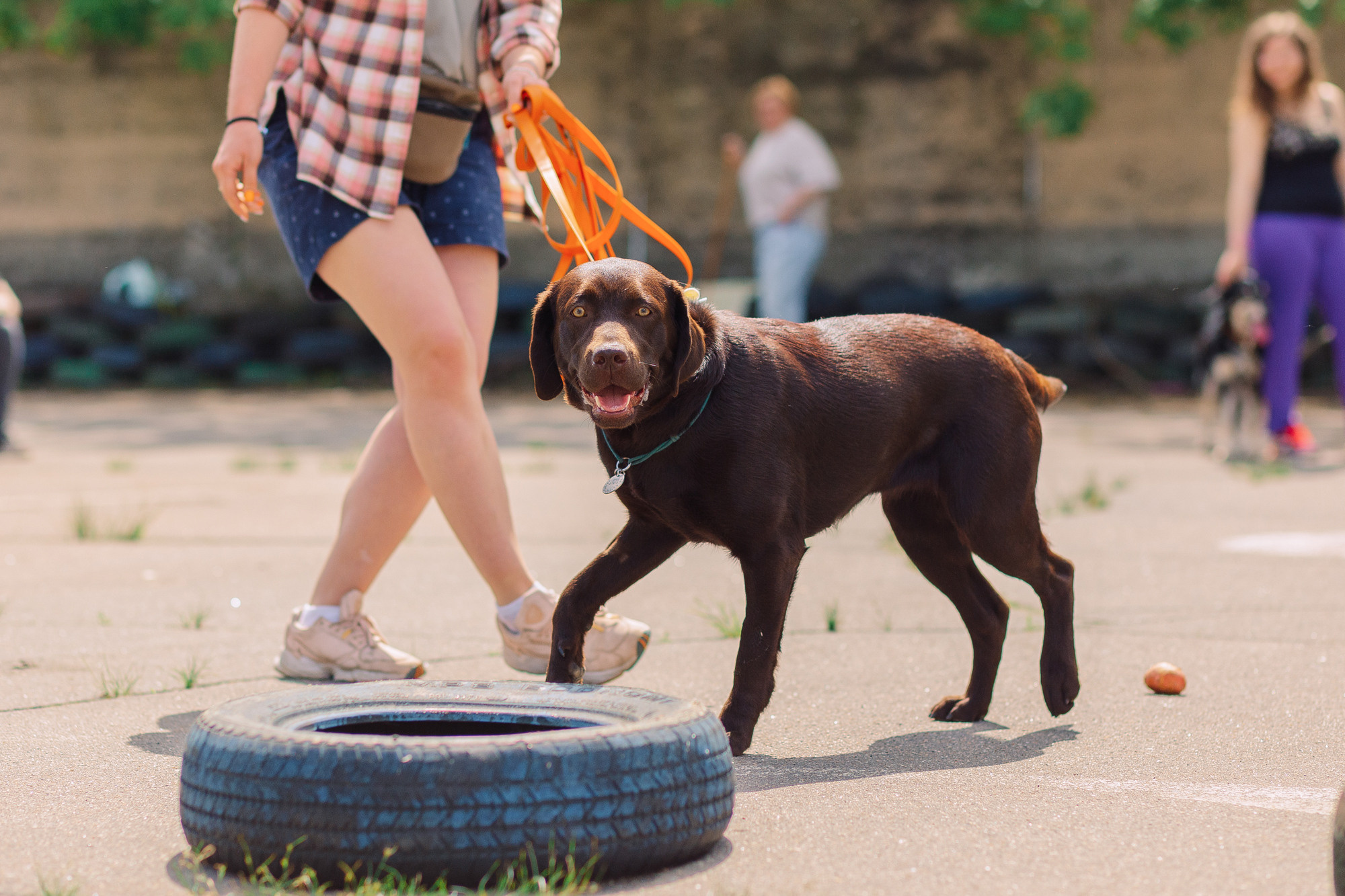 Дог-туса. Фотограф-анималист Елена Радченко, Москва