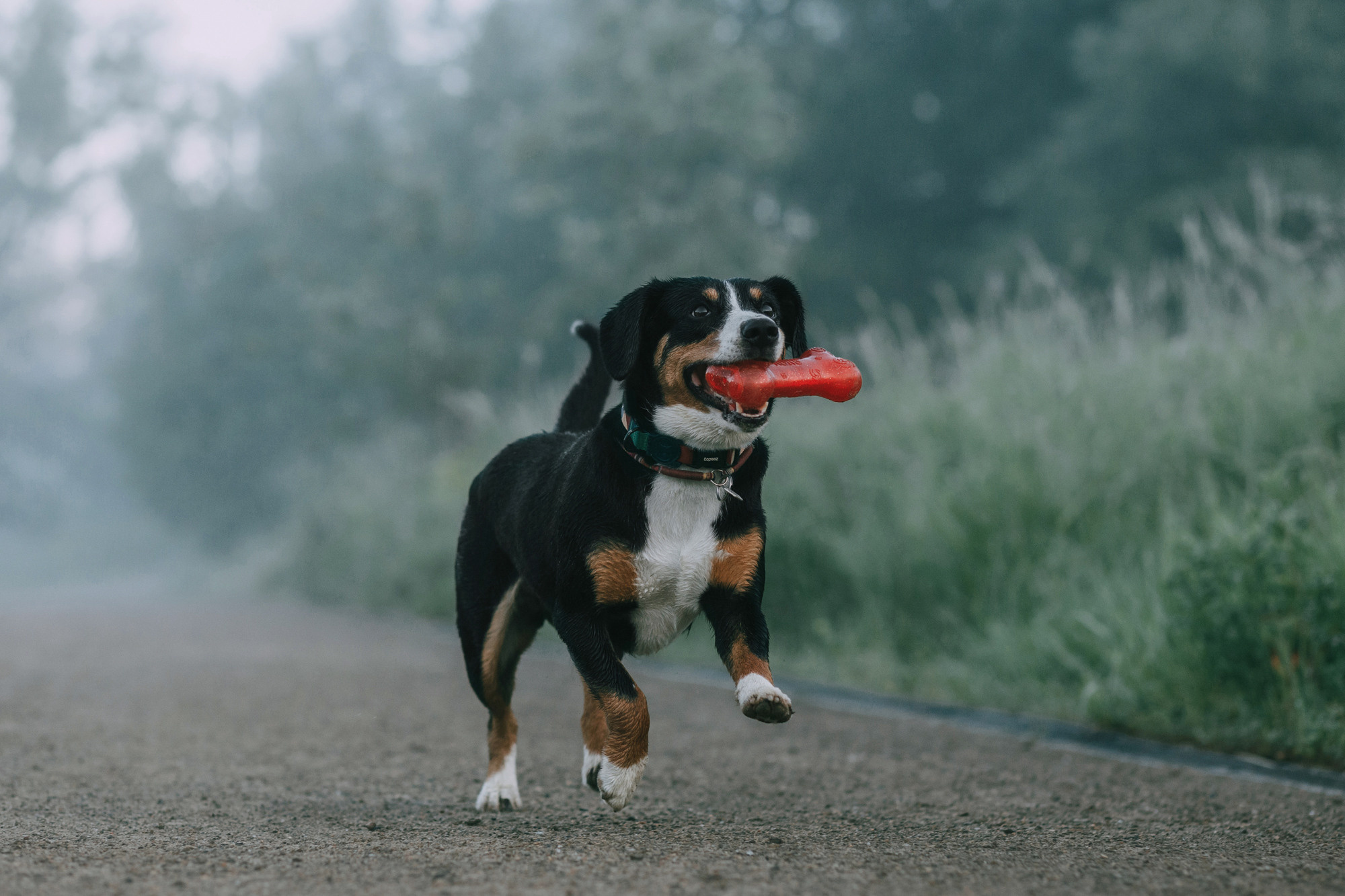 Лида и Яра. Фотограф-анималист Елена Радченко, Москва