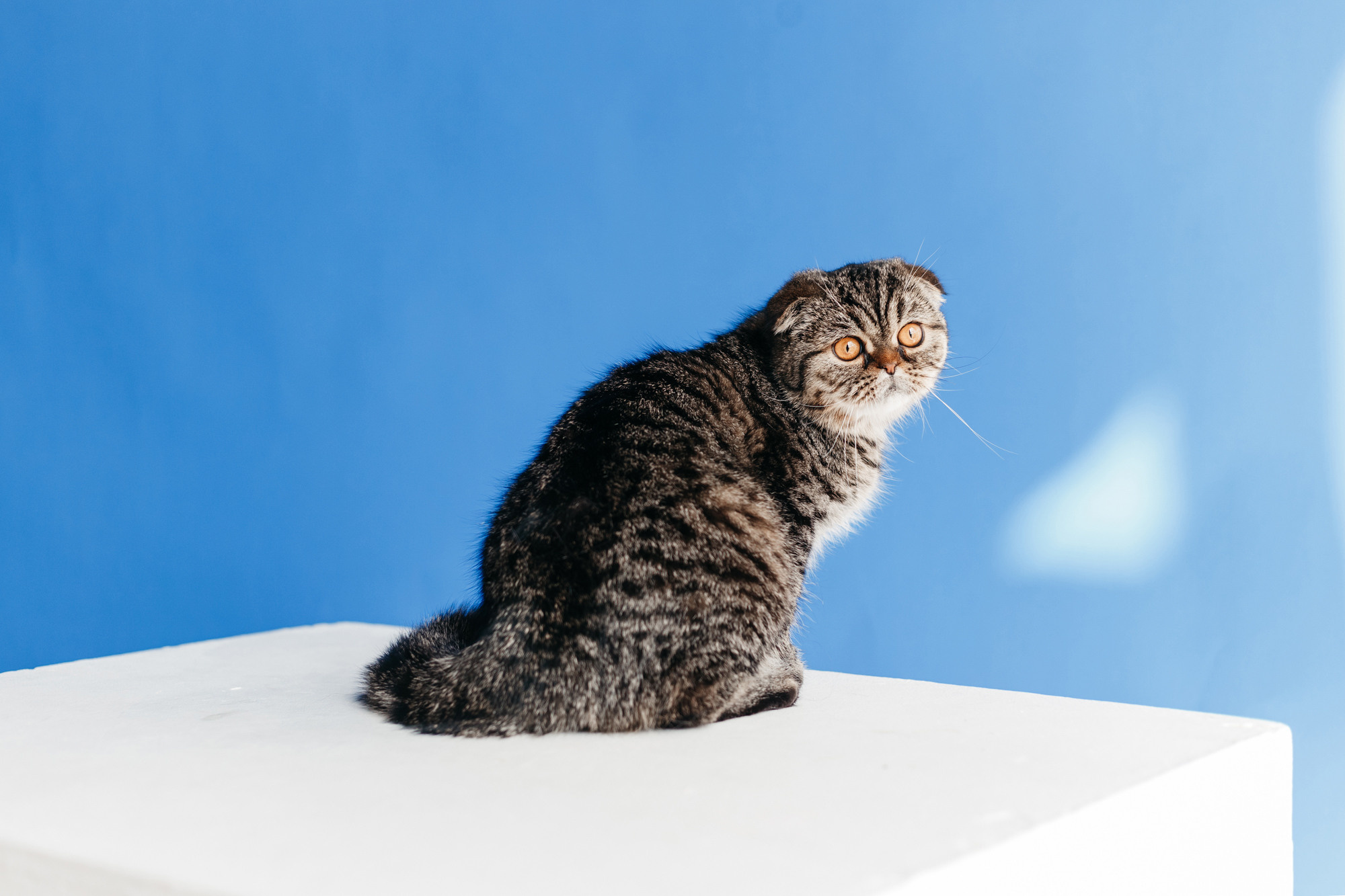 Фотодень 9 апреля. Фотограф-анималист Елена Радченко, Москва