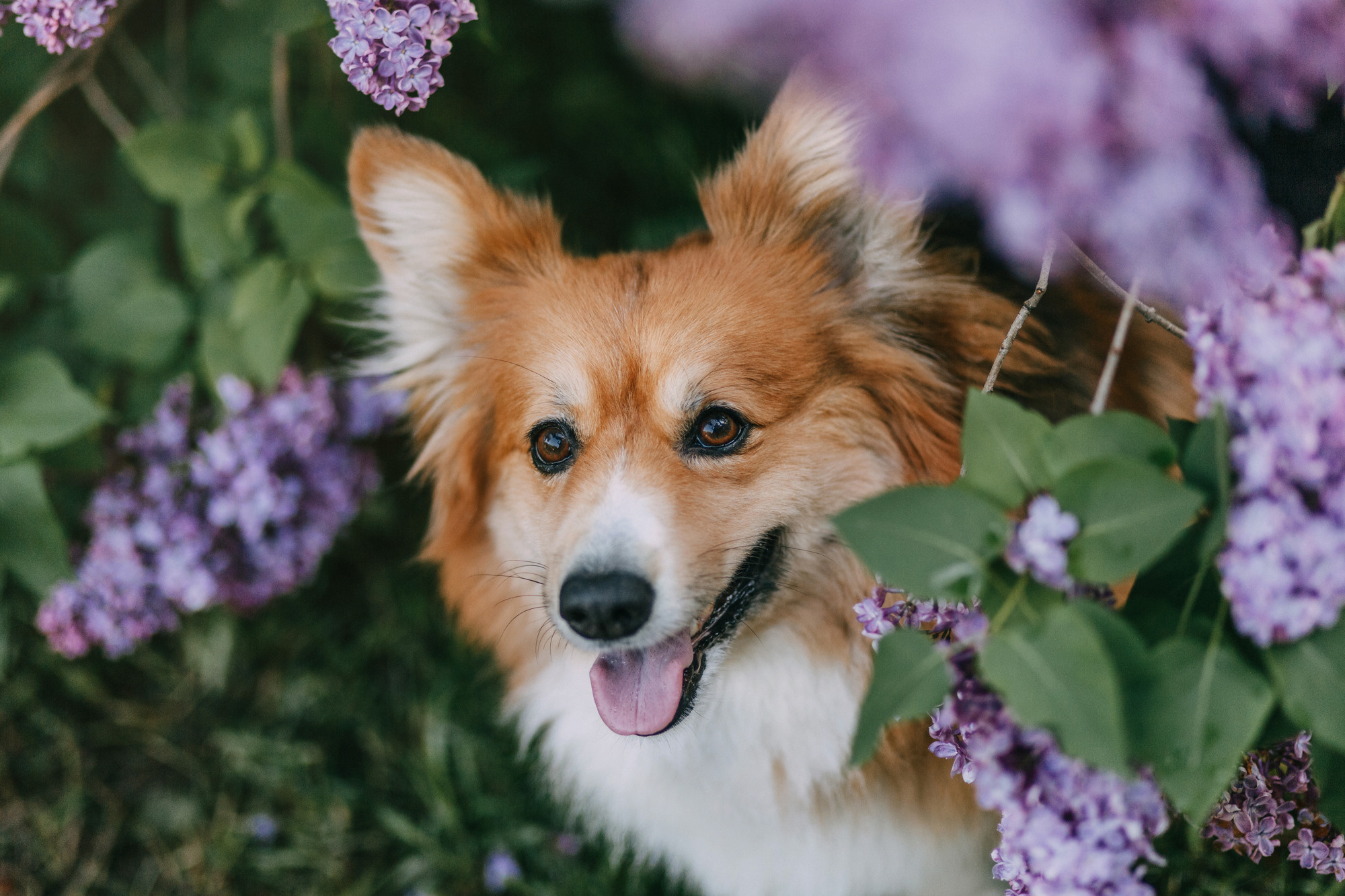 Аша и Робби. Фотограф-анималист Елена Радченко, Москва