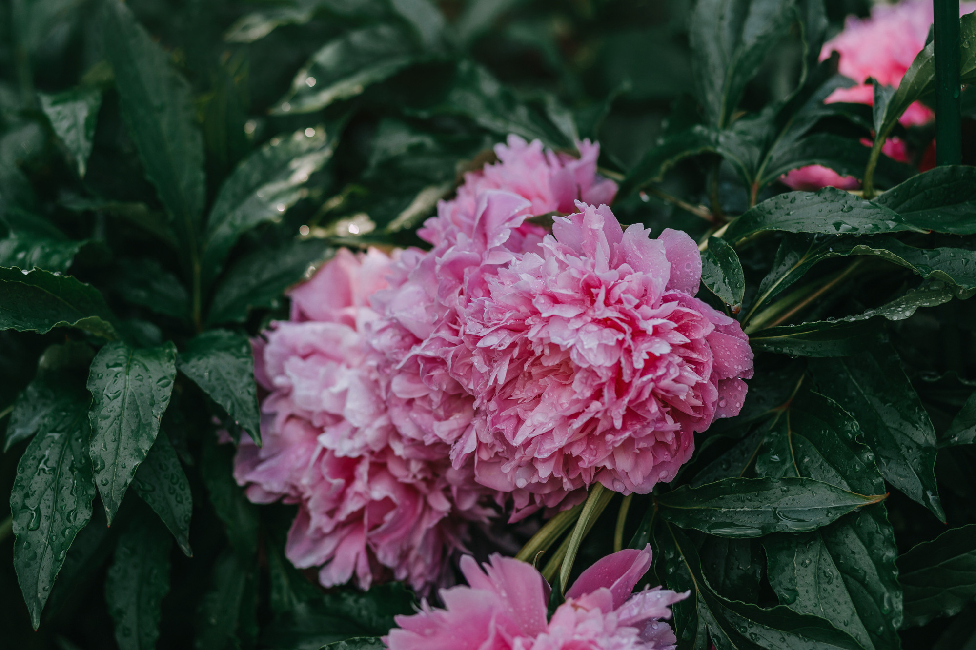 Анастасия и Марсель. Фотограф-анималист Елена Радченко, Москва