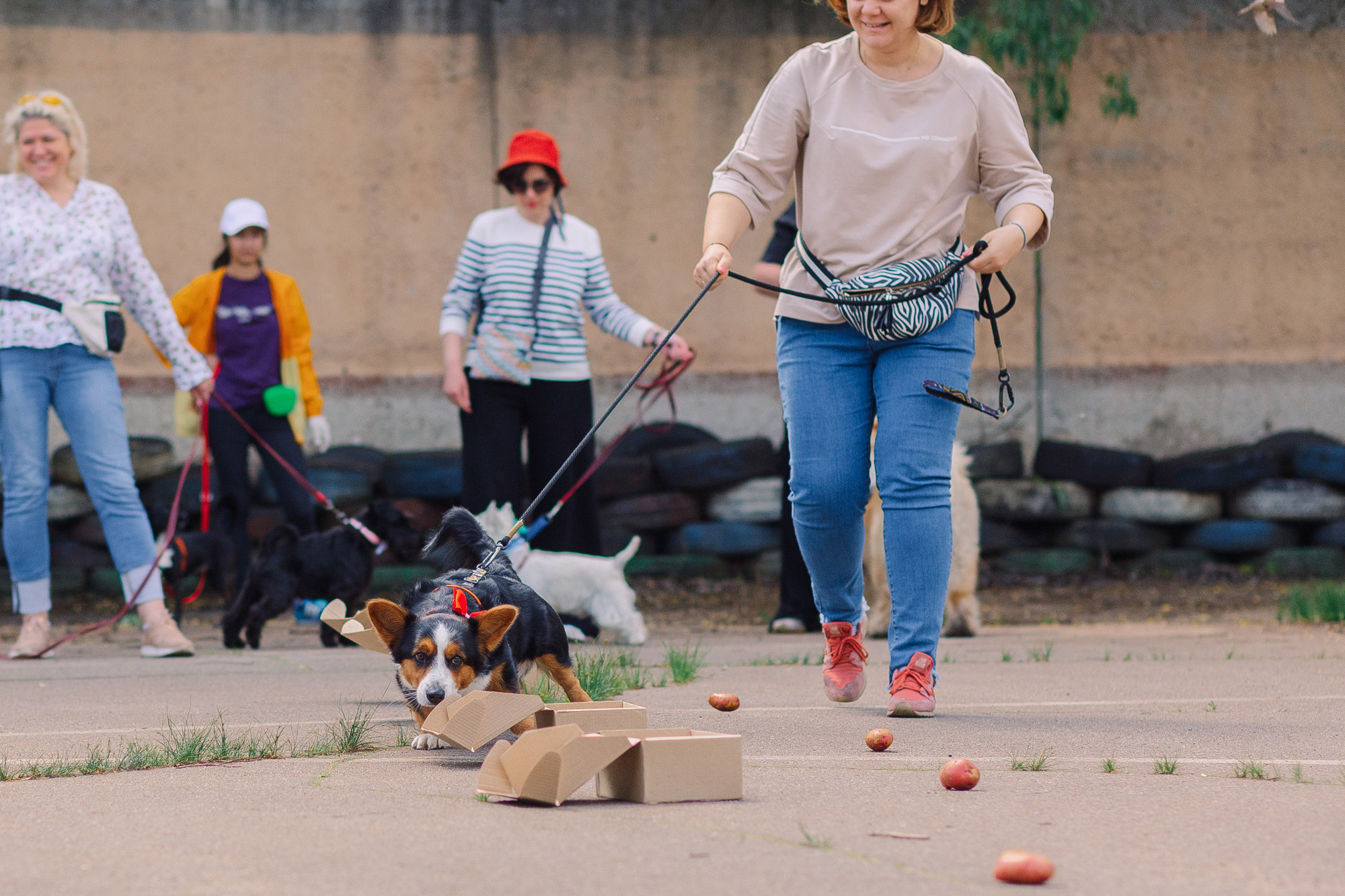 Дог-туса. Фотограф-анималист Елена Радченко, Москва