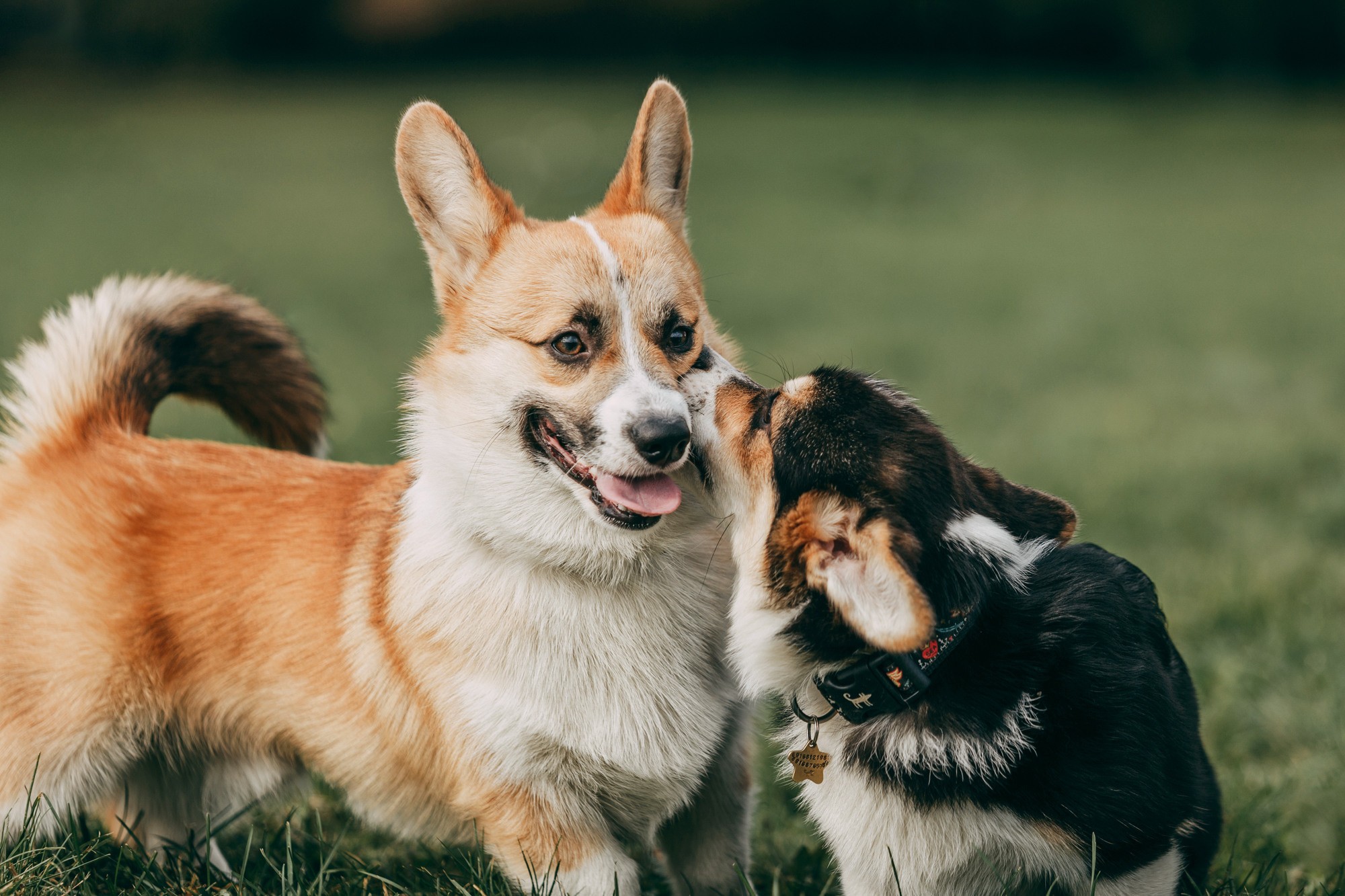 День рождения Габи. Фотограф-анималист Елена Радченко, Москва