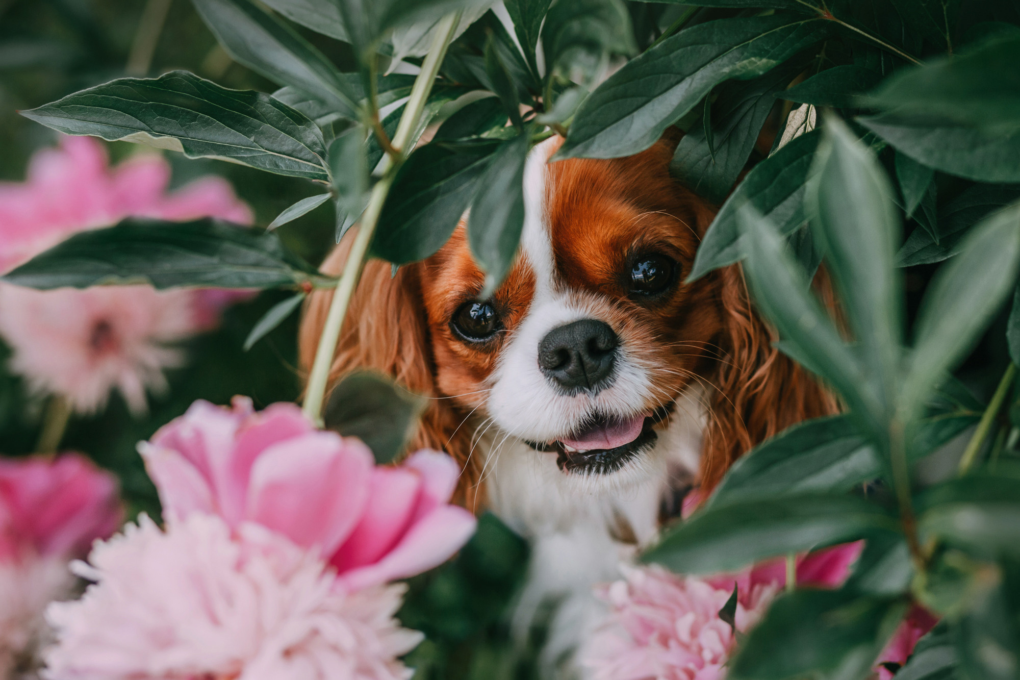 Анастасия и Марсель. Фотограф-анималист Елена Радченко, Москва