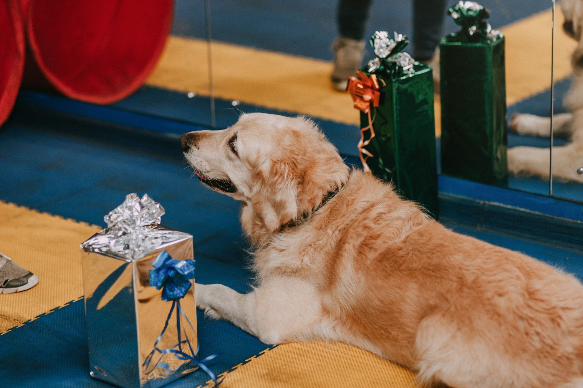 Собачий Новый год. Фотограф-анималист Елена Радченко, Москва