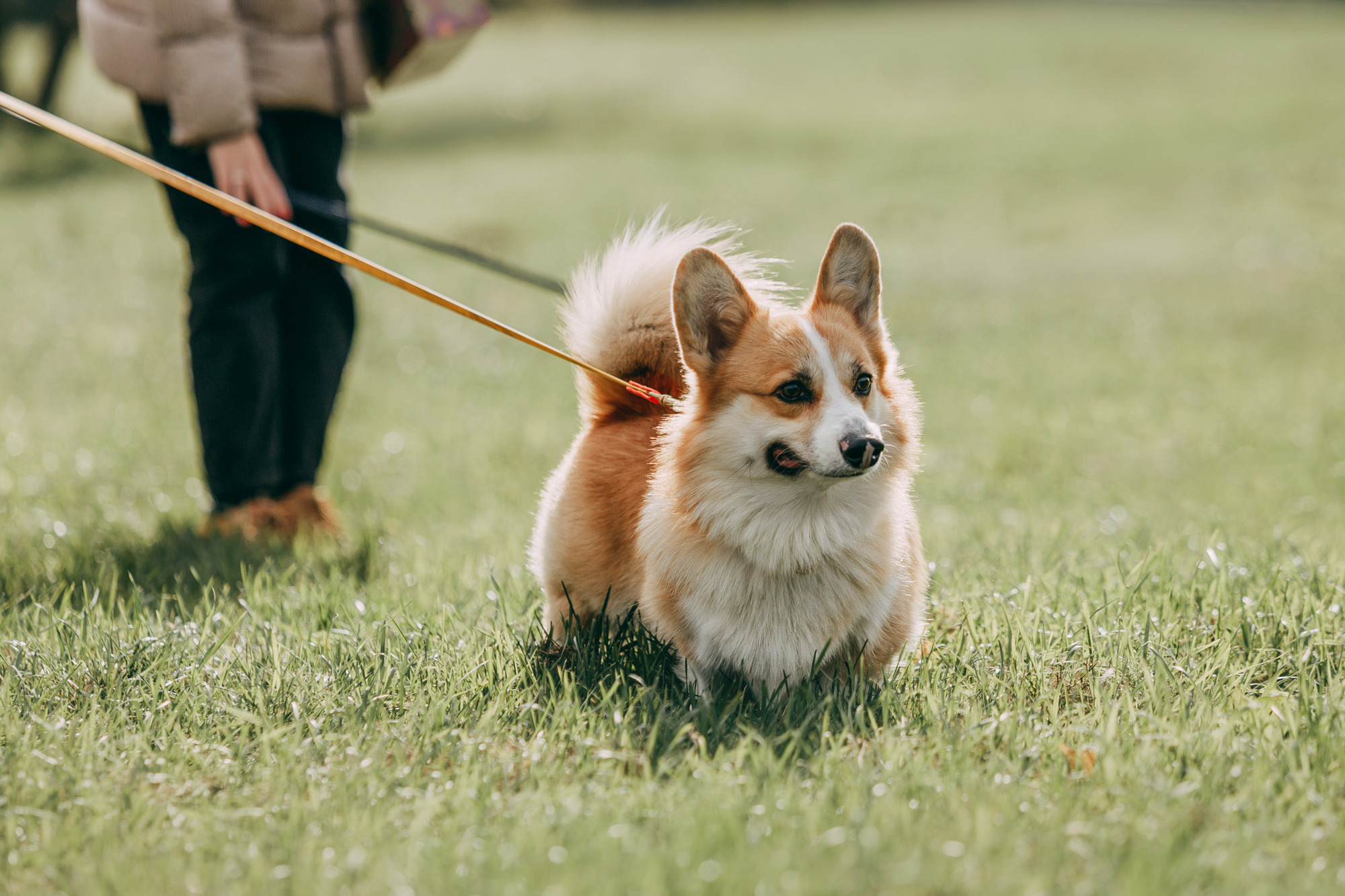 День рождения Габи. Фотограф-анималист Елена Радченко, Москва