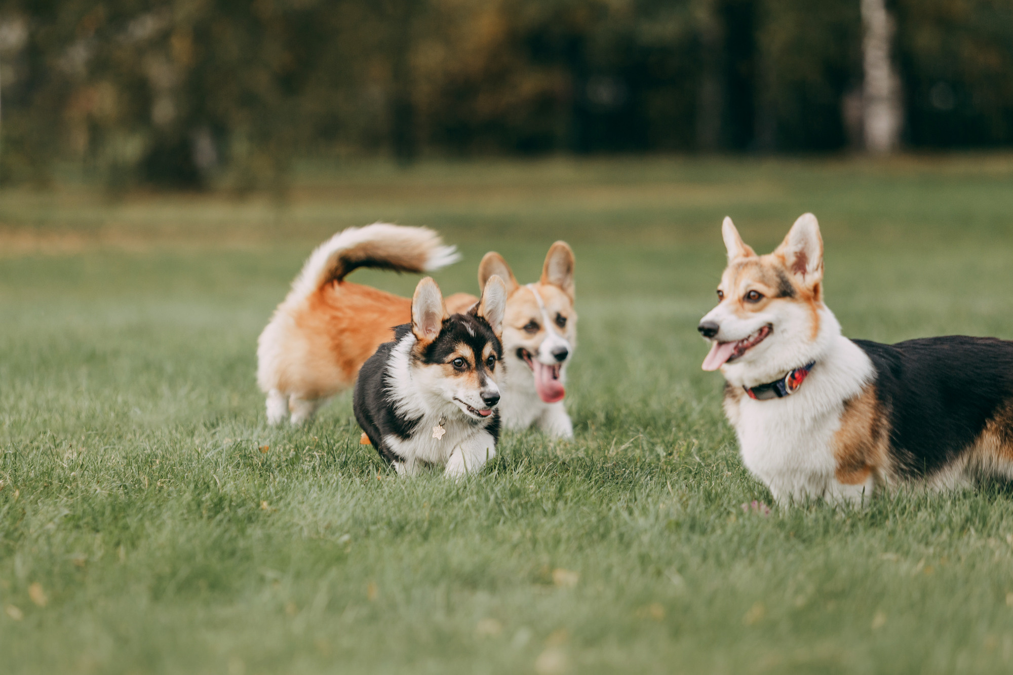 День рождения Габи. Фотограф-анималист Елена Радченко, Москва