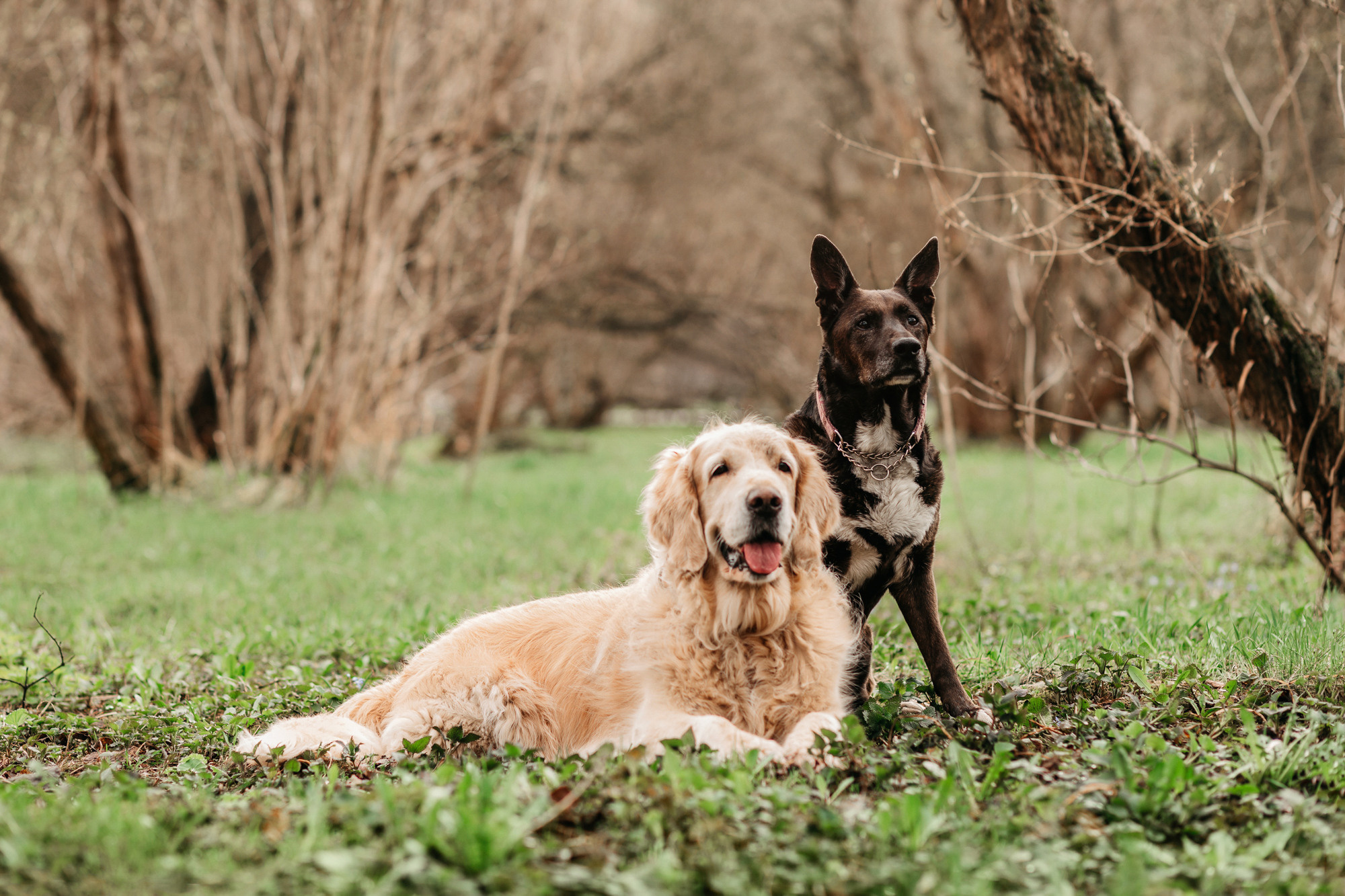 Ира, Бэлла и Альма. Фотограф-анималист Елена Радченко, Москва