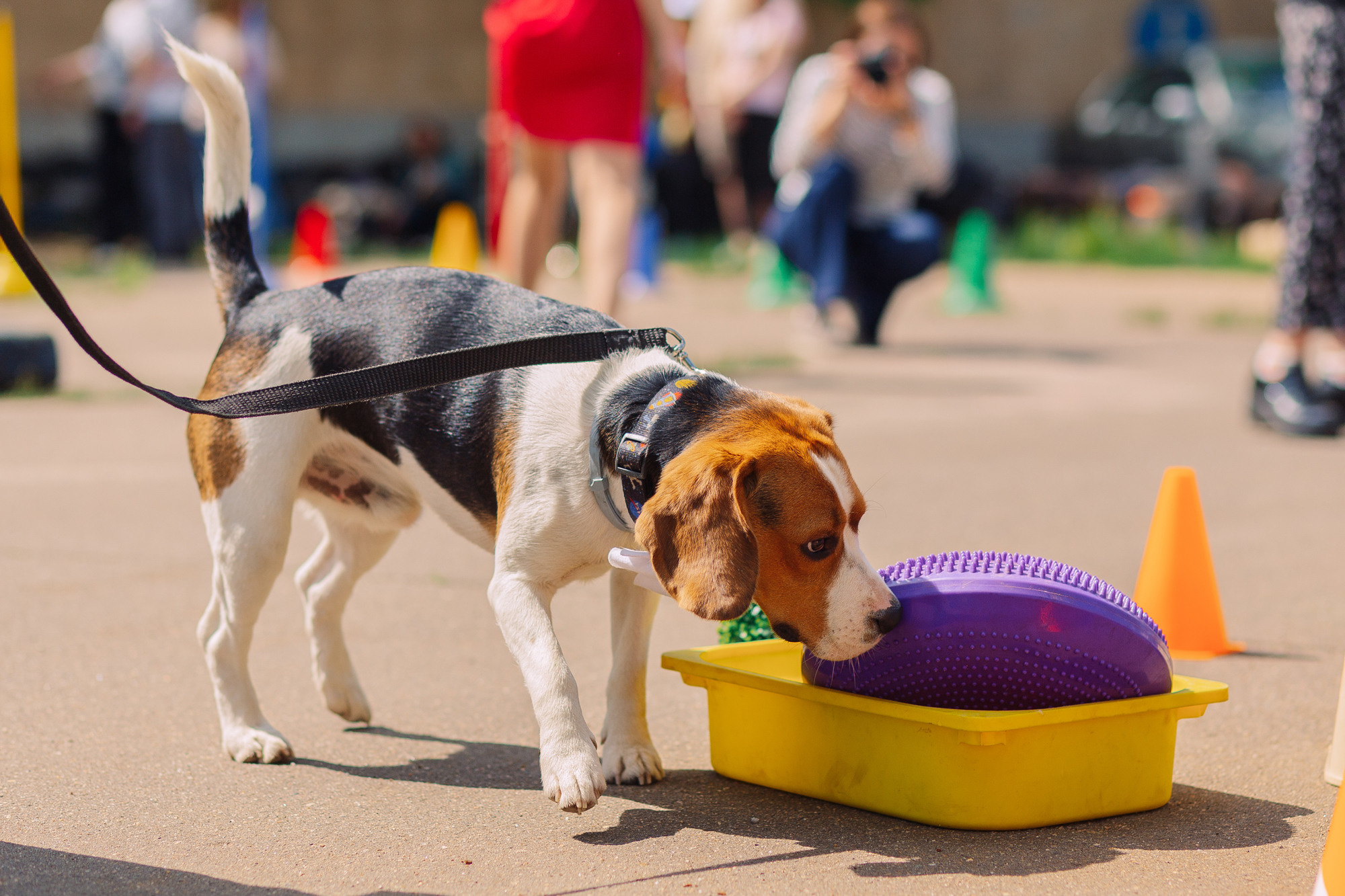 Дог-туса. Фотограф-анималист Елена Радченко, Москва