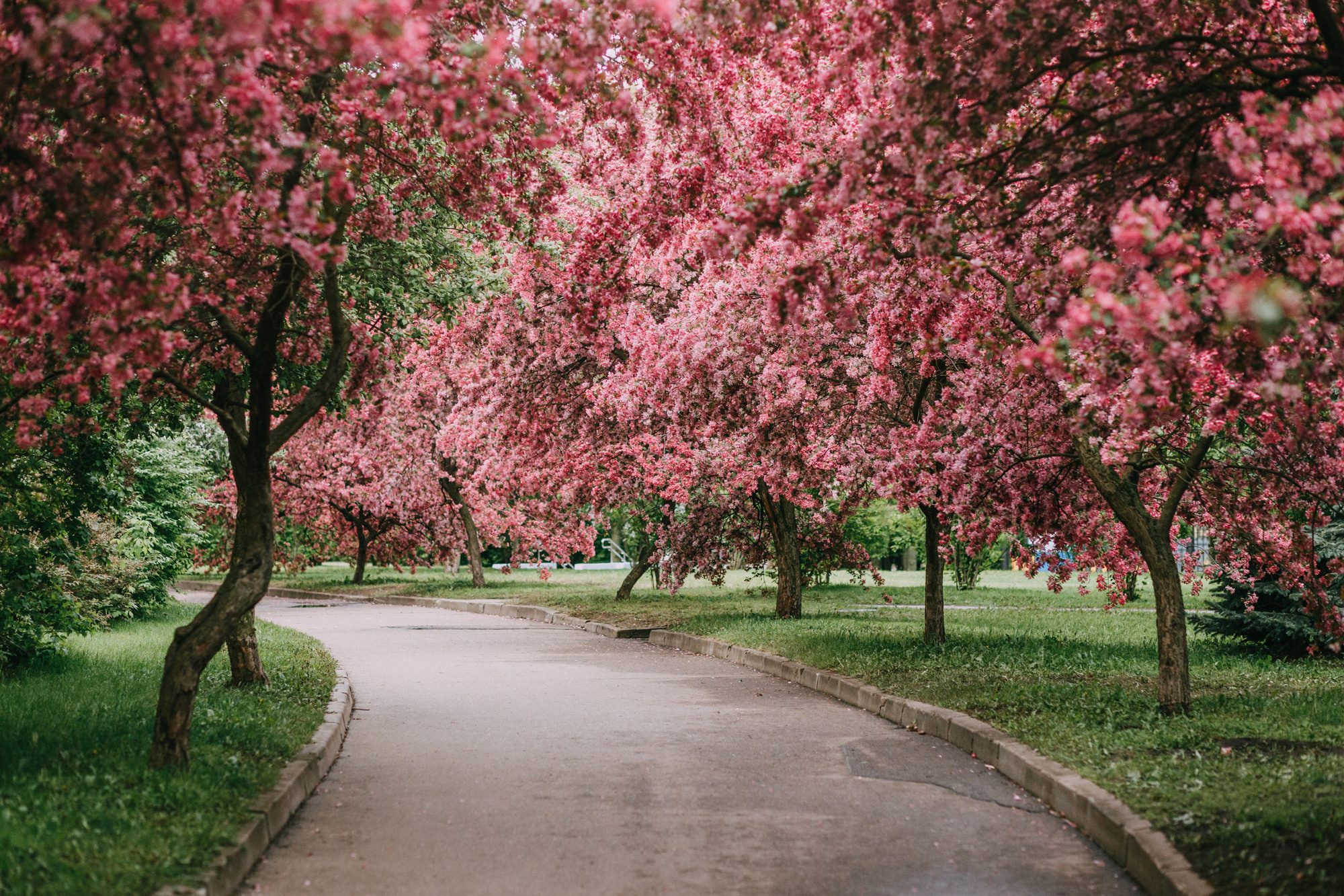 Анна и Филипп. Фотограф-анималист Елена Радченко, Москва