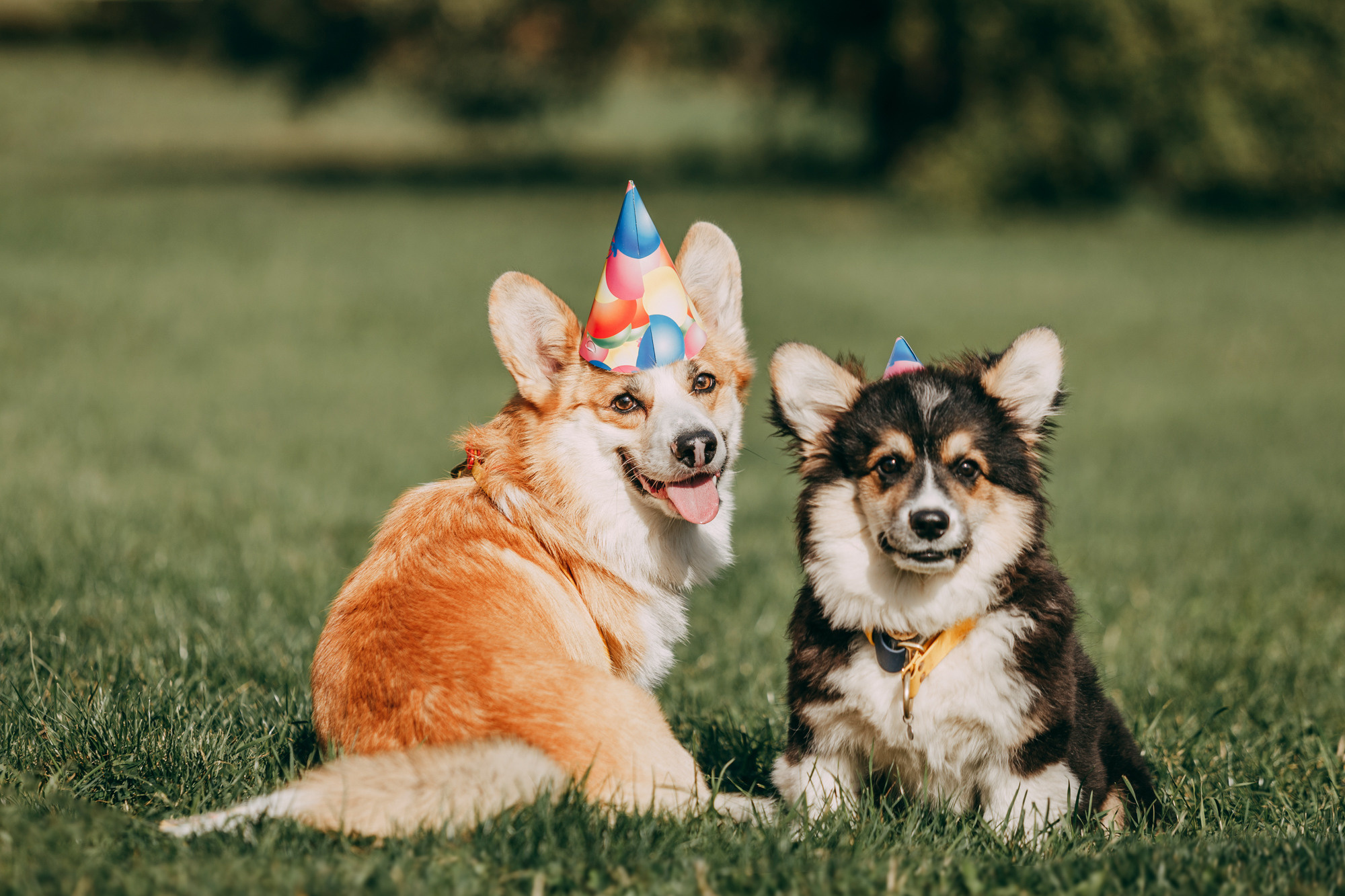 День рождения Габи. Фотограф-анималист Елена Радченко, Москва