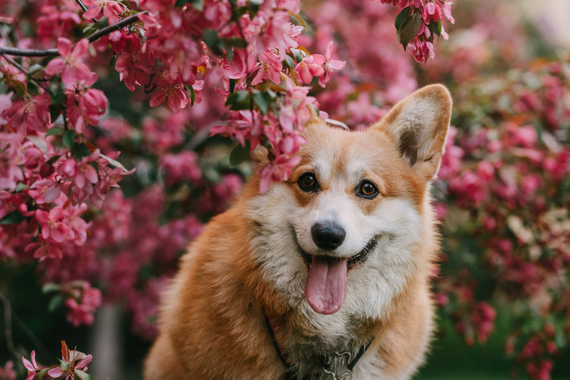 Анна и Филипп. Фотограф-анималист Елена Радченко, Москва