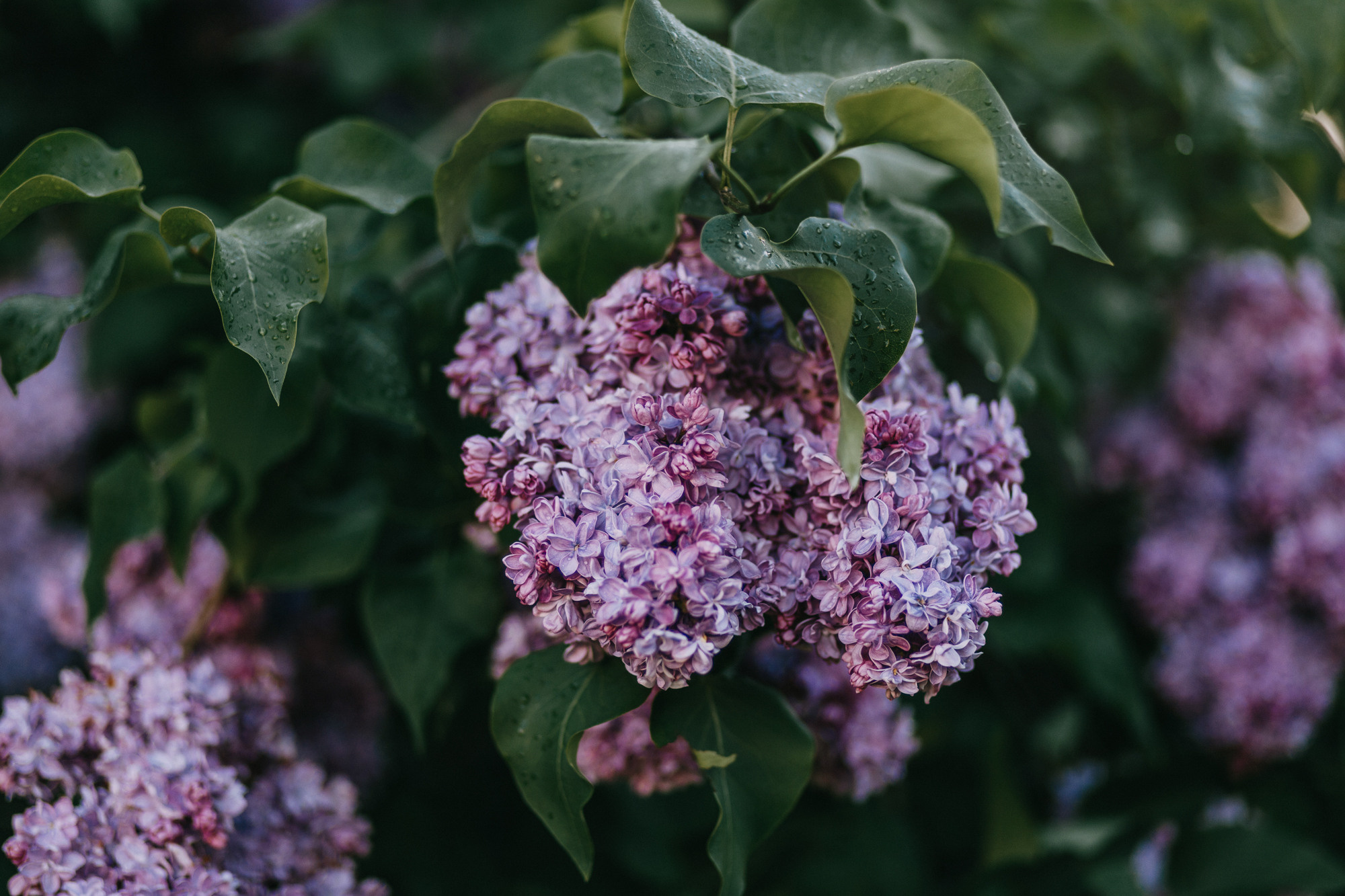 Аша и Робби. Фотограф-анималист Елена Радченко, Москва