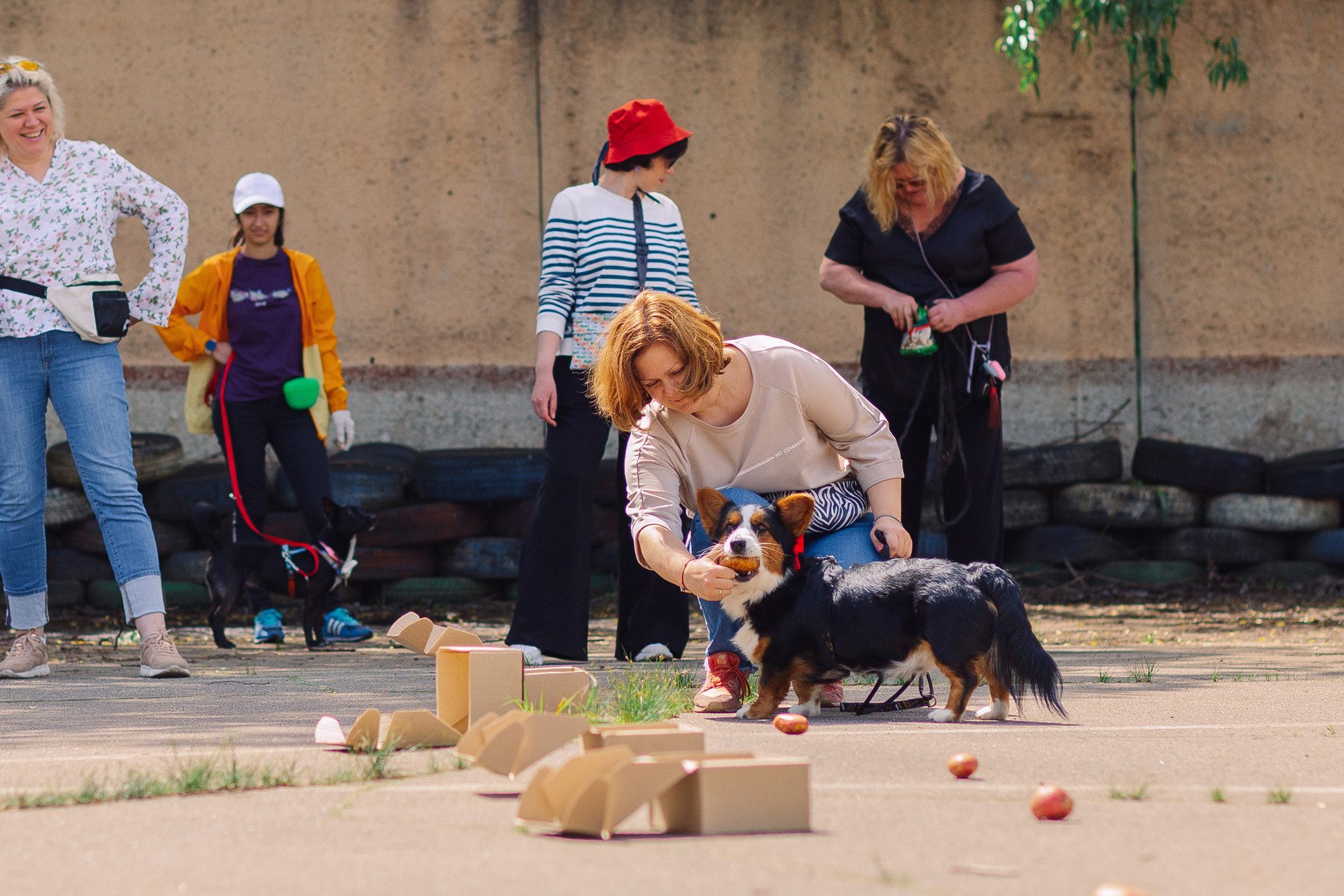 Дог-туса. Фотограф-анималист Елена Радченко, Москва