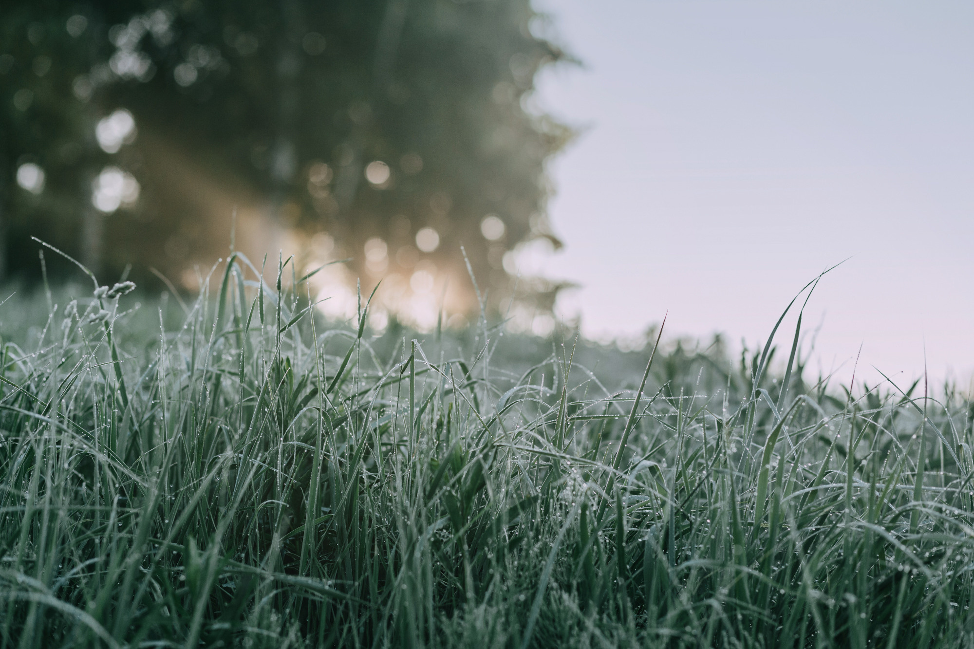 Лида и Яра. Фотограф-анималист Елена Радченко, Москва