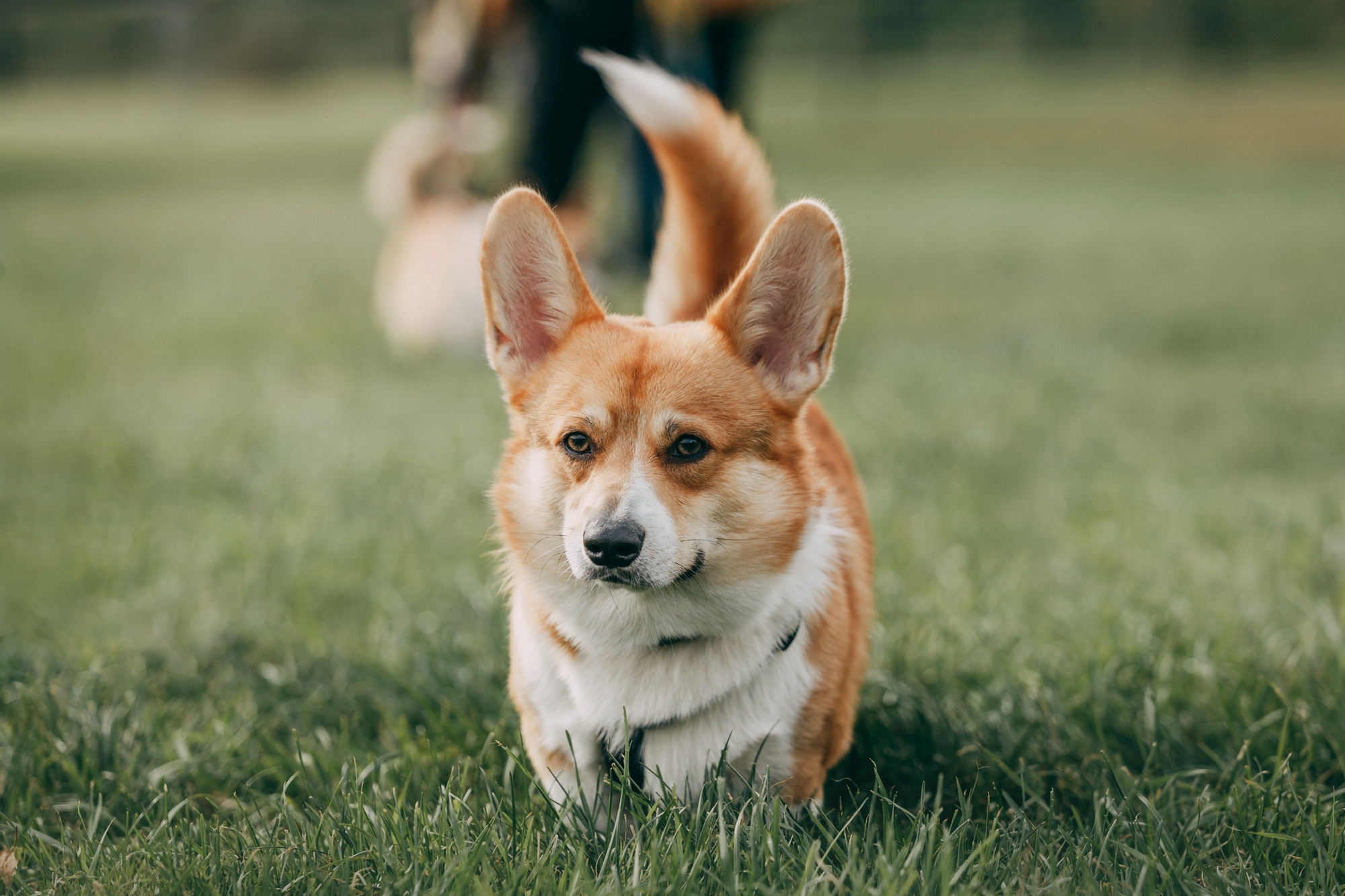 День рождения Габи. Фотограф-анималист Елена Радченко, Москва