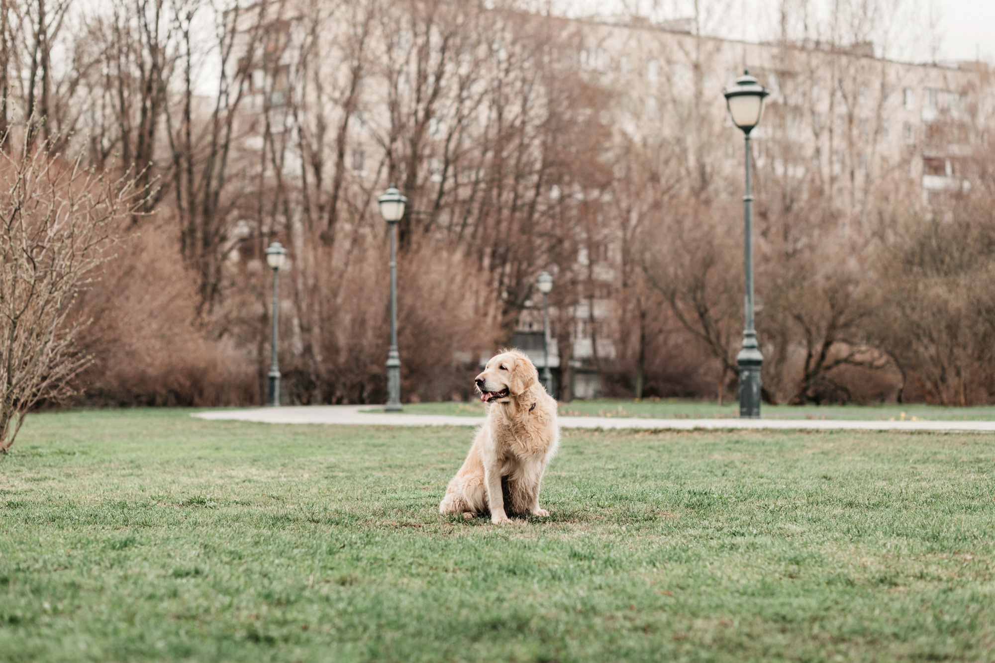 Ира, Бэлла и Альма. Фотограф-анималист Елена Радченко, Москва
