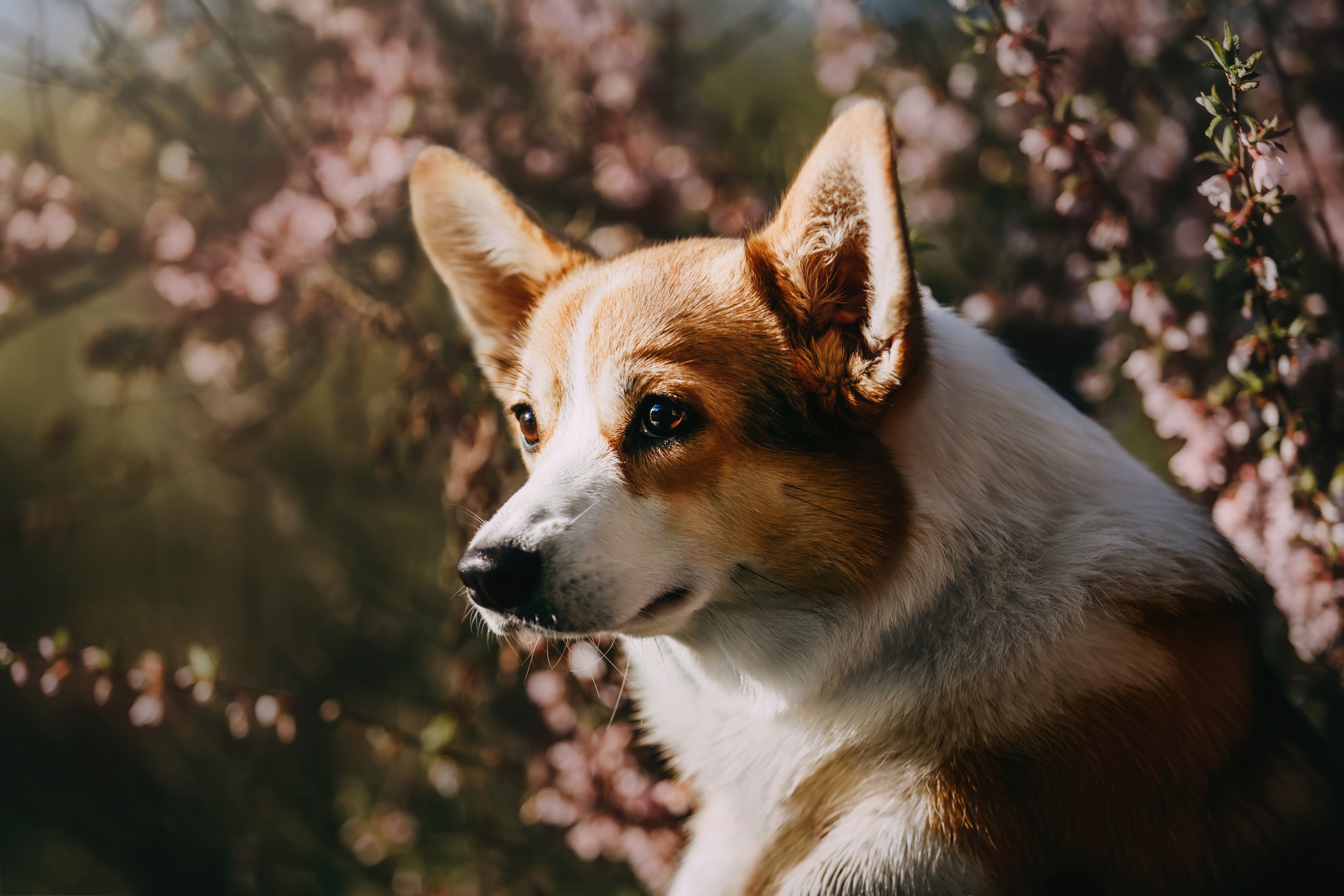 Вилла. Фотограф-анималист Елена Радченко, Москва