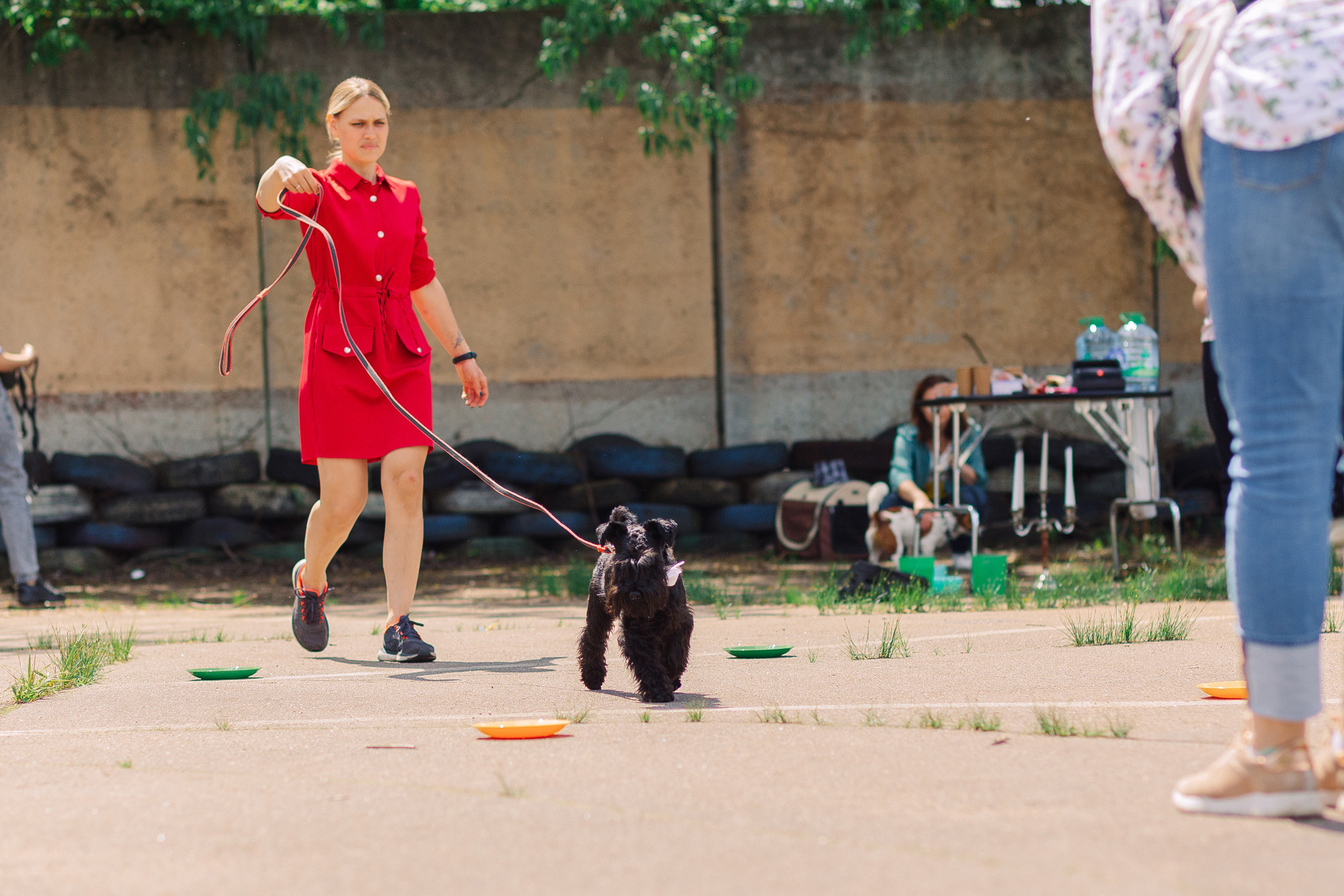 Дог-туса. Фотограф-анималист Елена Радченко, Москва