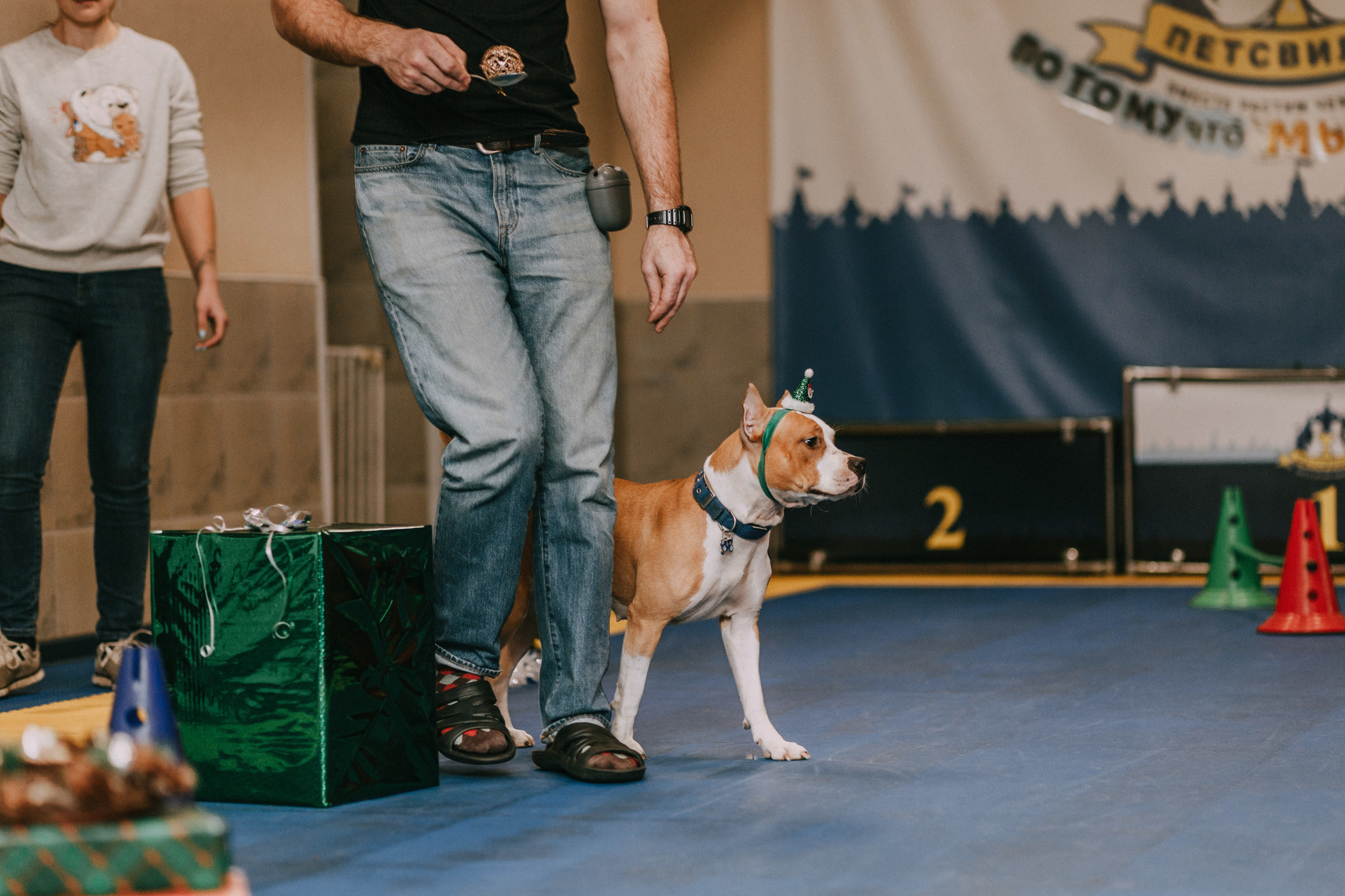 Собачий Новый год. Фотограф-анималист Елена Радченко, Москва