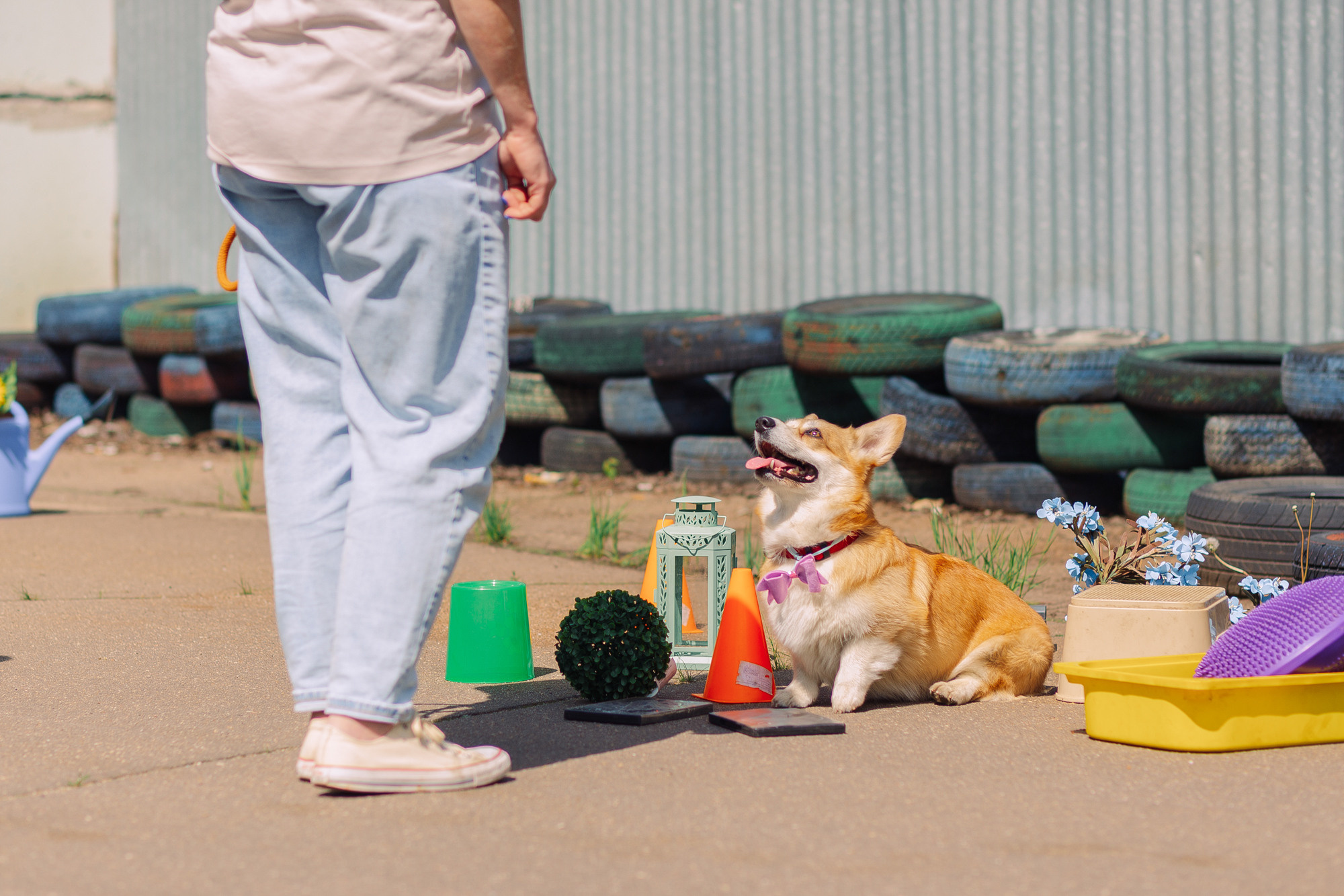 Дог-туса. Фотограф-анималист Елена Радченко, Москва
