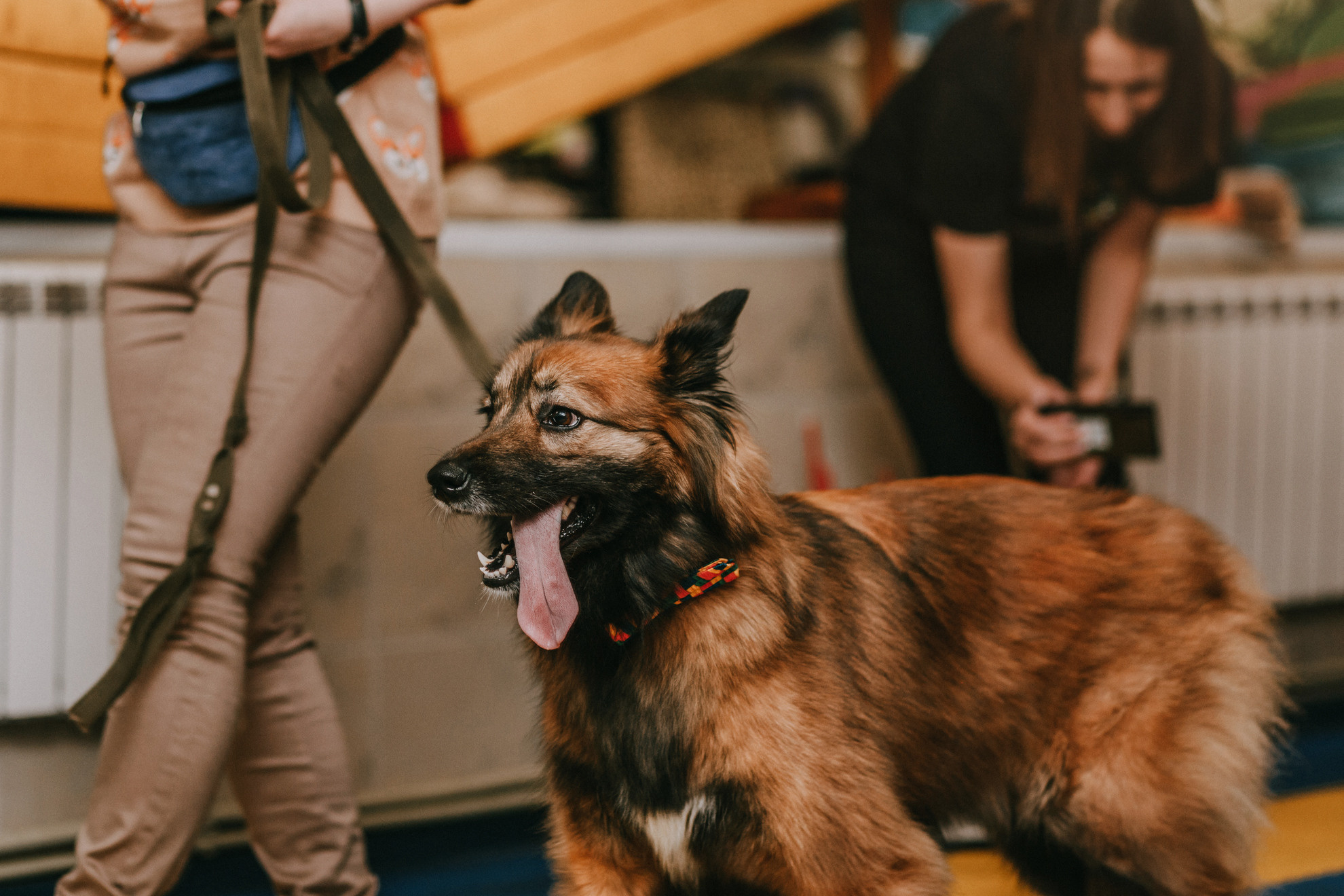 Собачий Новый год. Фотограф-анималист Елена Радченко, Москва