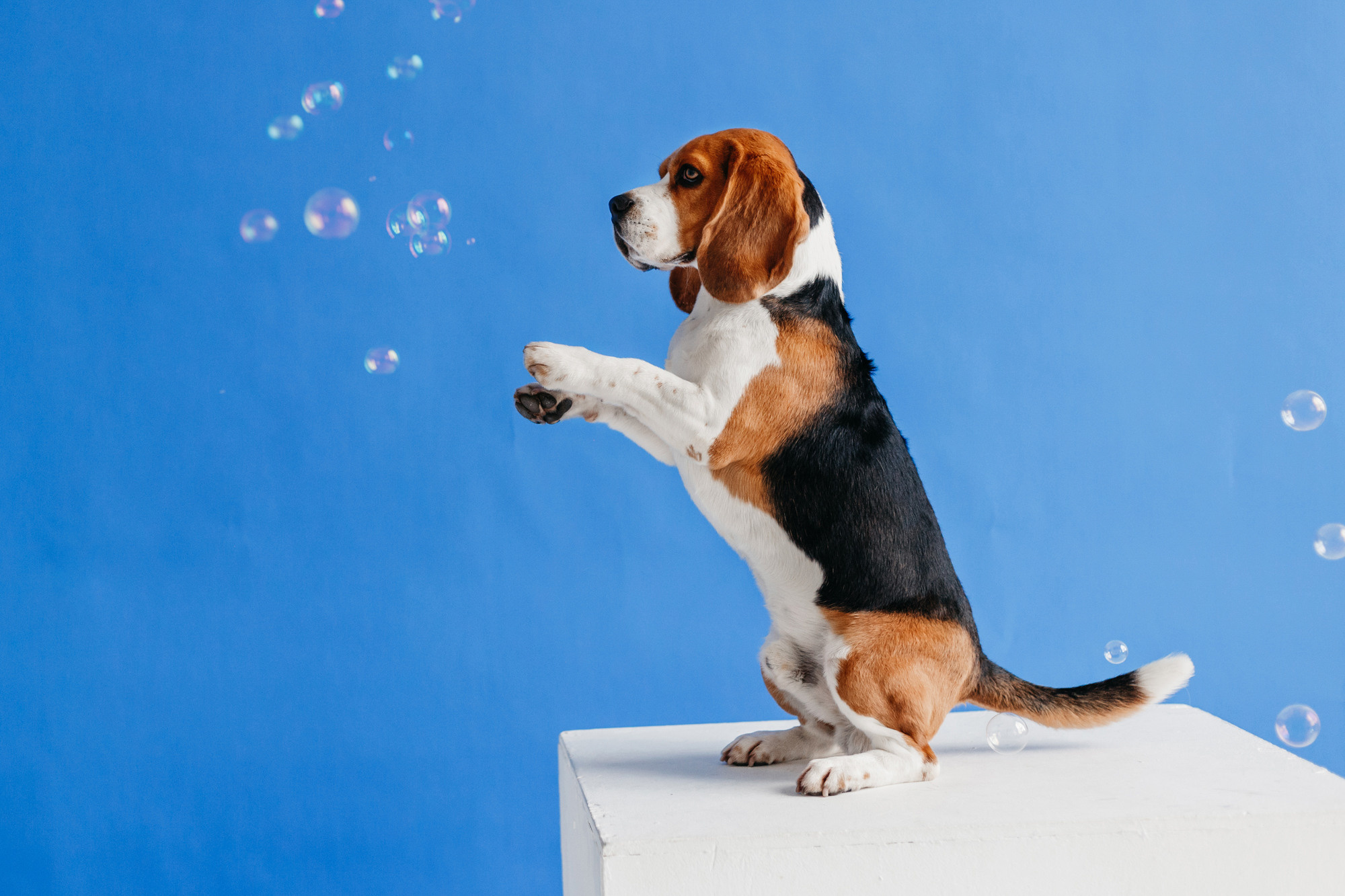 Фотодень 9 апреля. Фотограф-анималист Елена Радченко, Москва