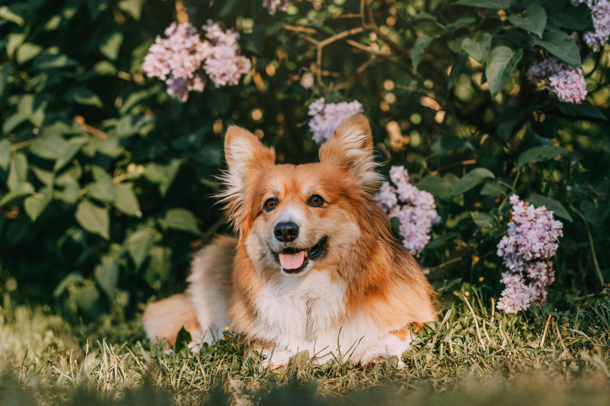 Аша и Робби. Фотограф-анималист Елена Радченко, Москва