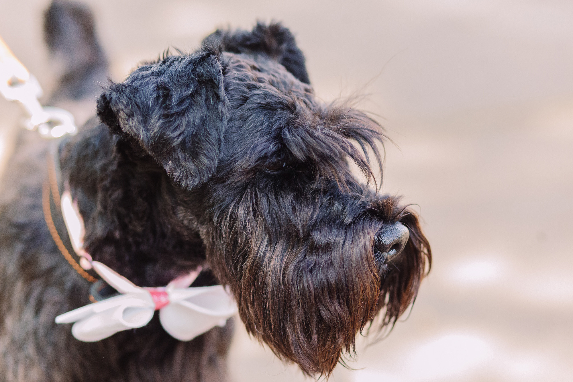 Дог-туса. Фотограф-анималист Елена Радченко, Москва