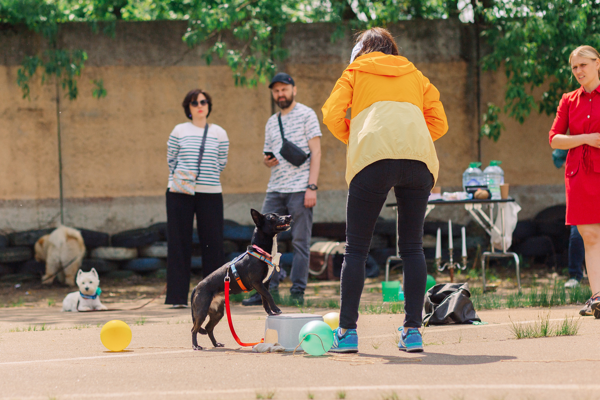 Дог-туса. Фотограф-анималист Елена Радченко, Москва