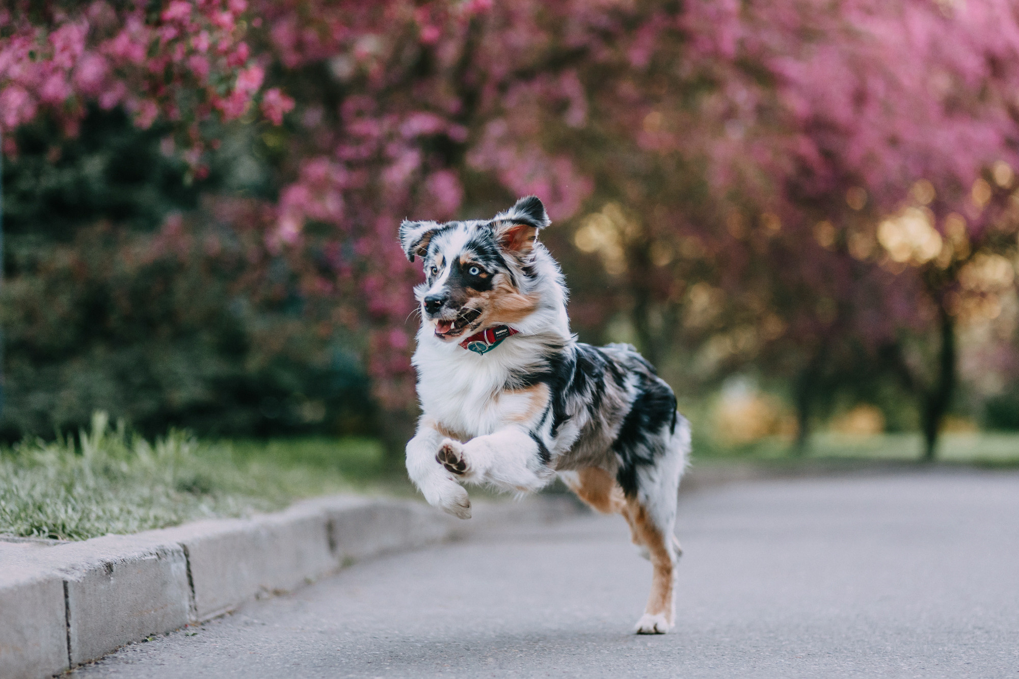 Анна, Чарли и Ева. Фотограф-анималист Елена Радченко, Москва