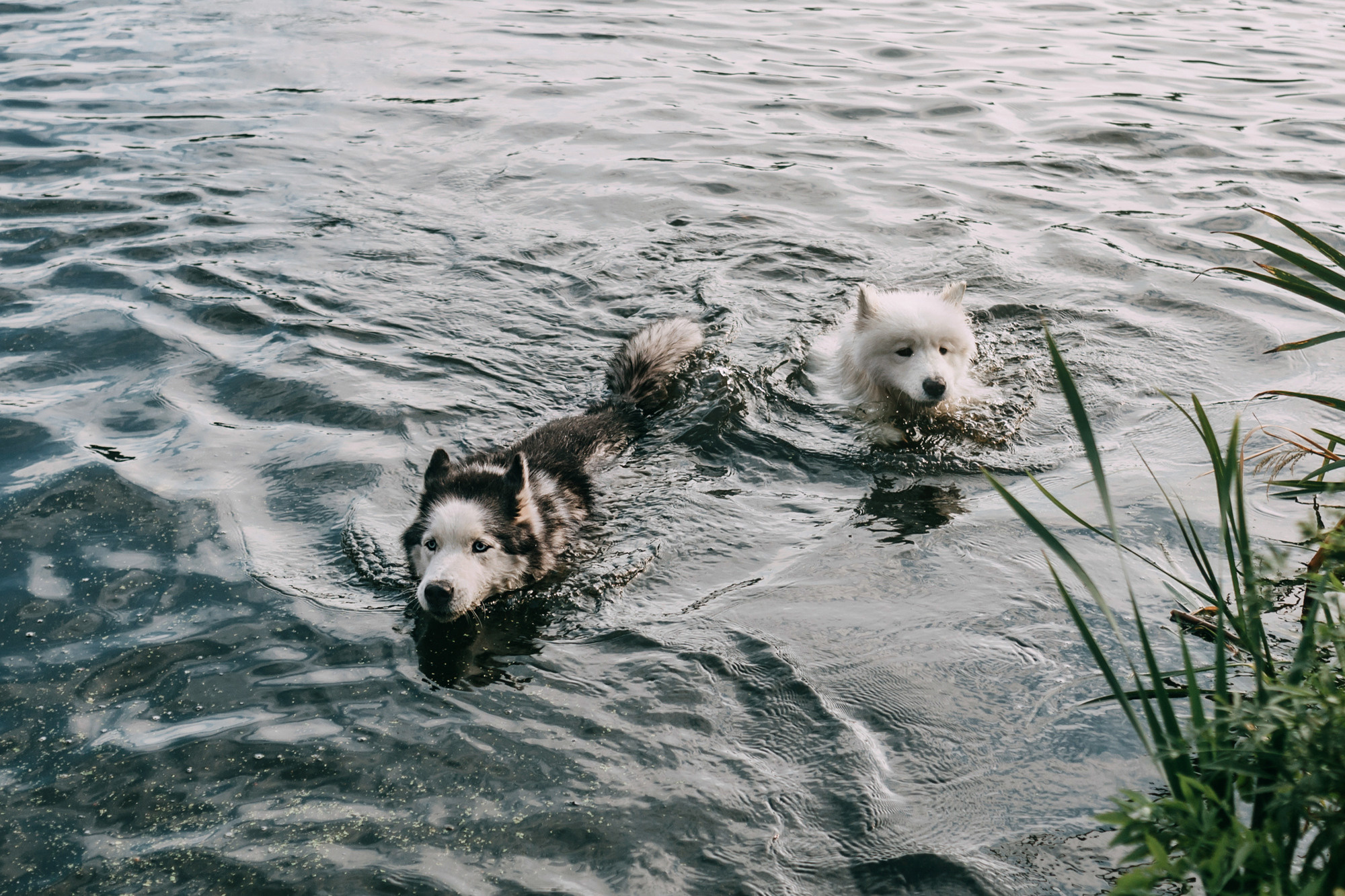 День рождения Морошки. Фотограф-анималист Елена Радченко, Москва