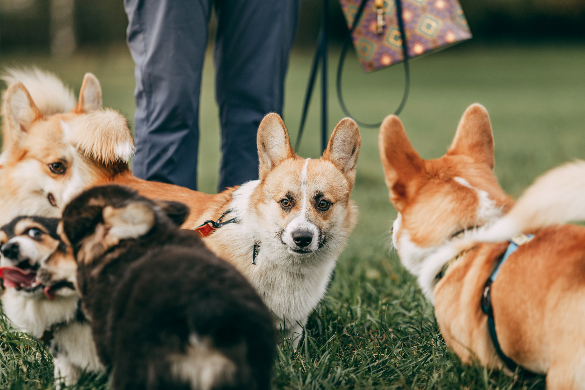День рождения Габи. Фотограф-анималист Елена Радченко, Москва