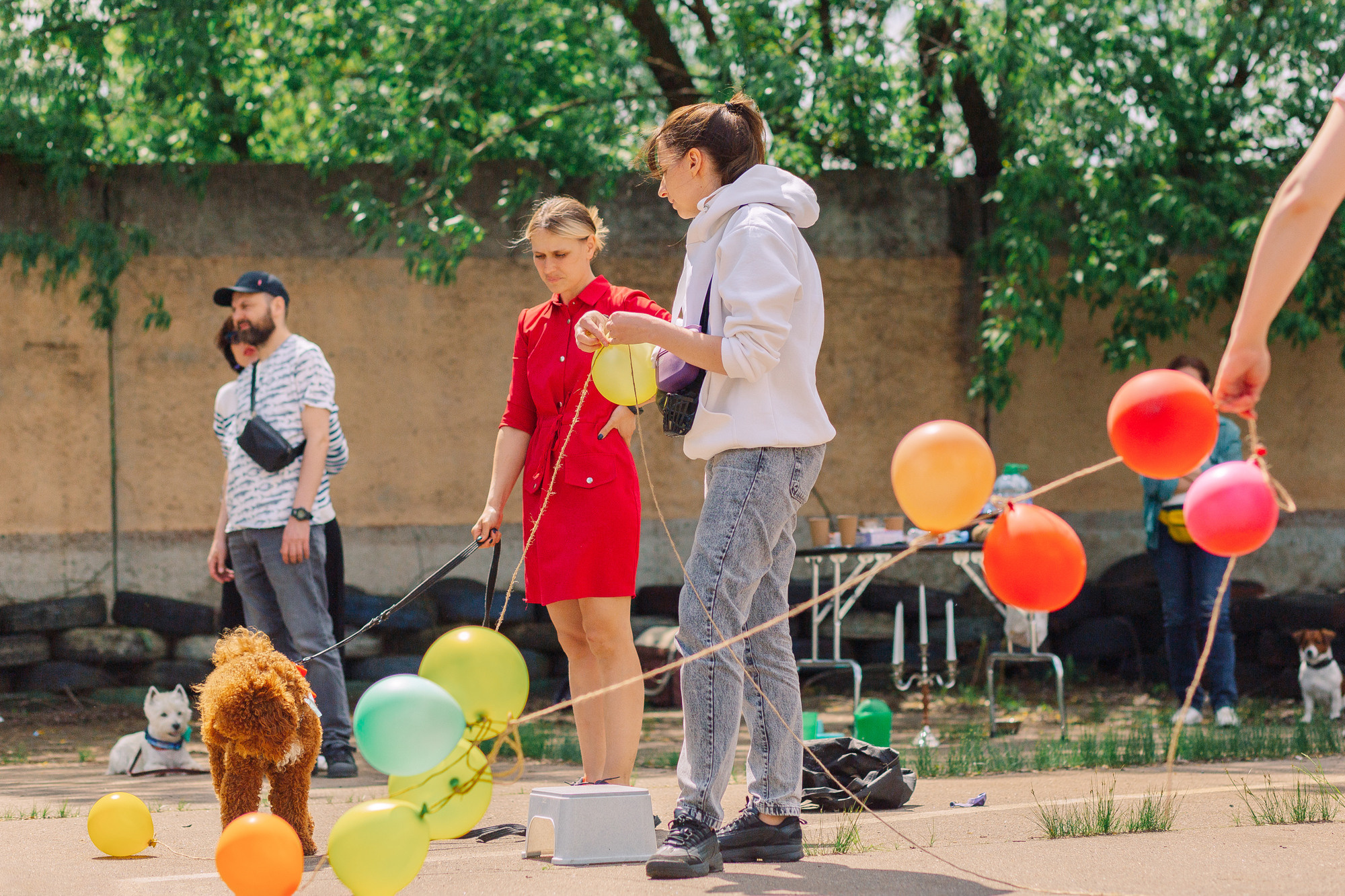 Дог-туса. Фотограф-анималист Елена Радченко, Москва