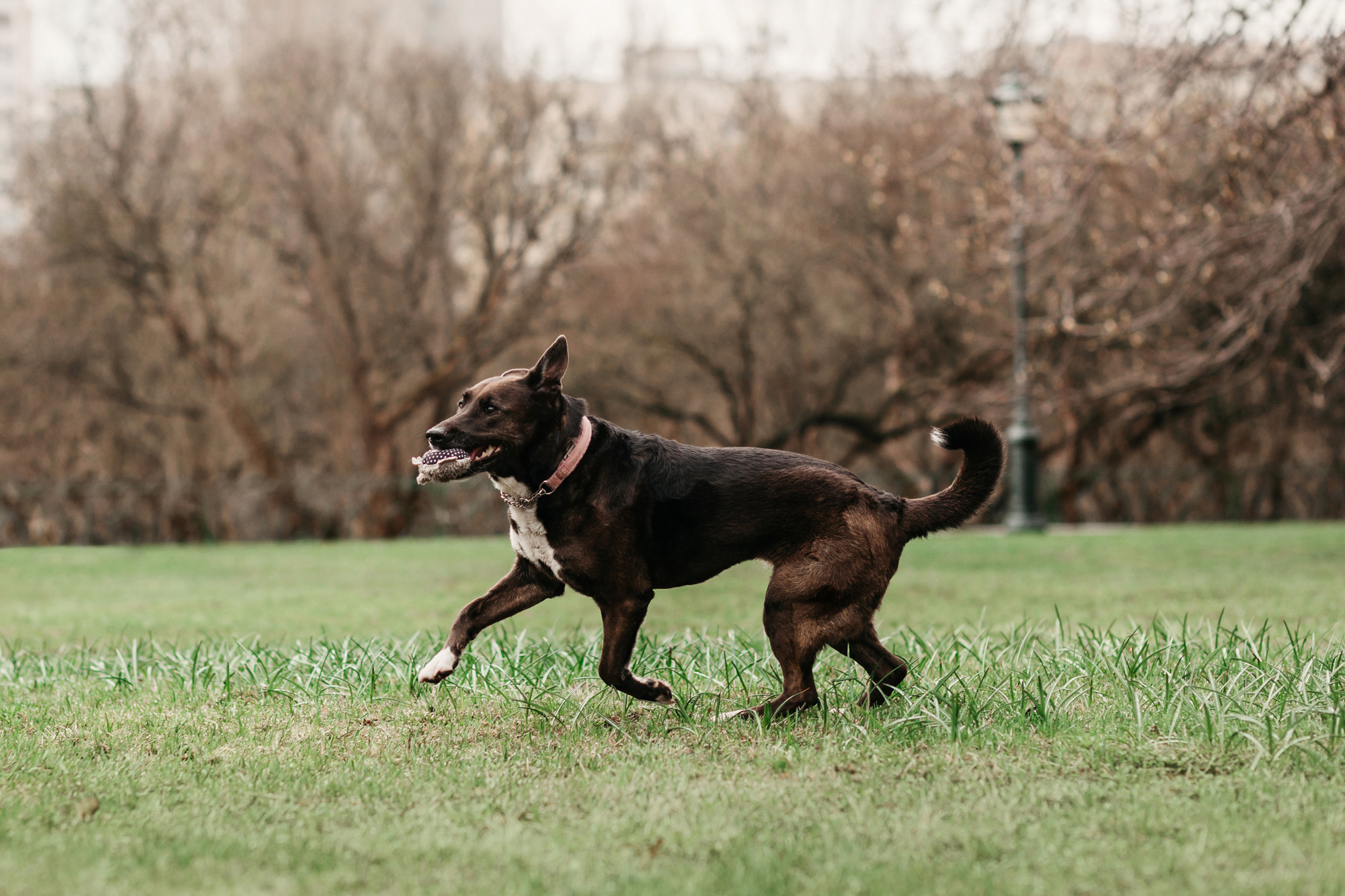 Ира, Бэлла и Альма. Фотограф-анималист Елена Радченко, Москва