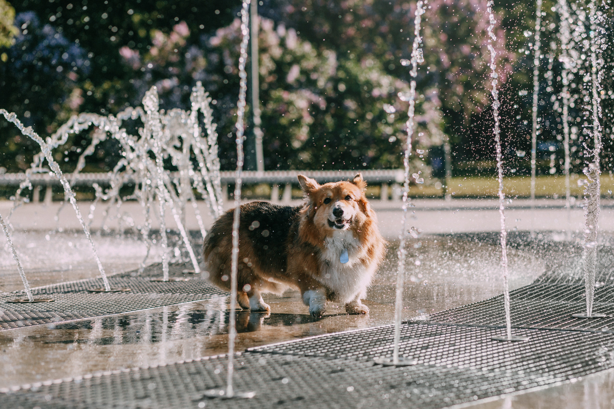 Аша и Робби. Фотограф-анималист Елена Радченко, Москва