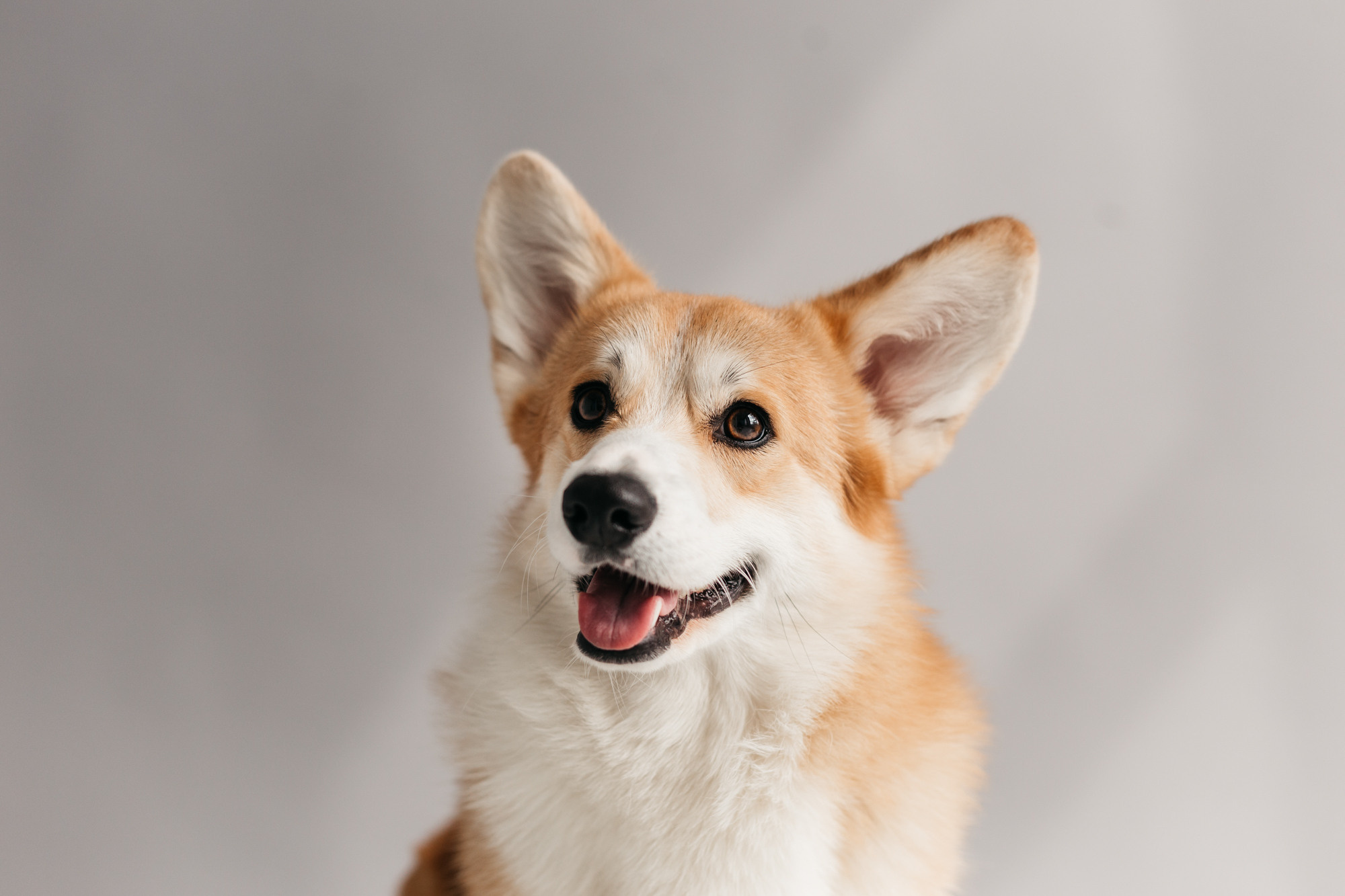 Фотодень 4 апреля. Фотограф-анималист Елена Радченко, Москва