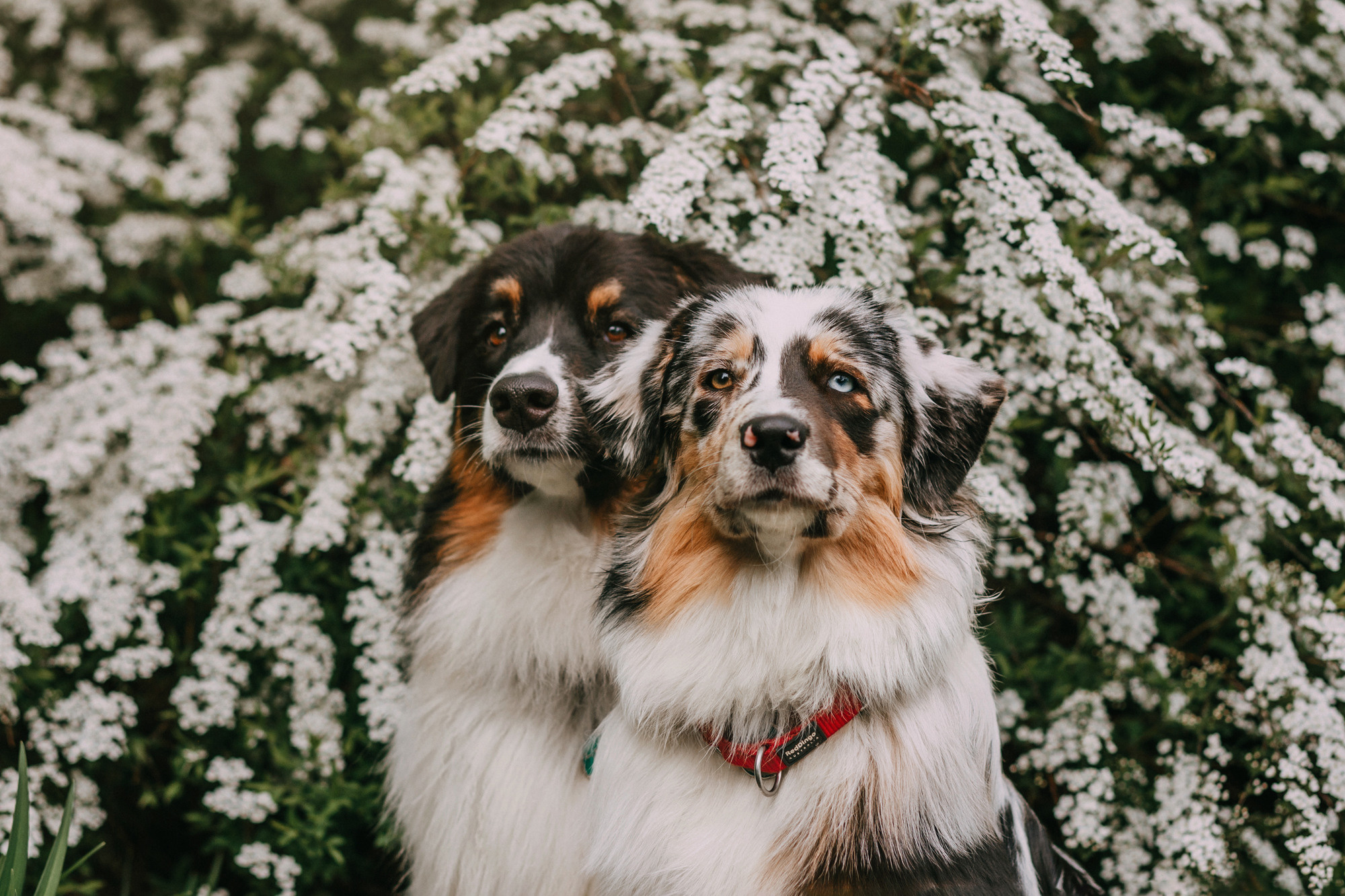 Анна, Чарли и Ева. Фотограф-анималист Елена Радченко, Москва