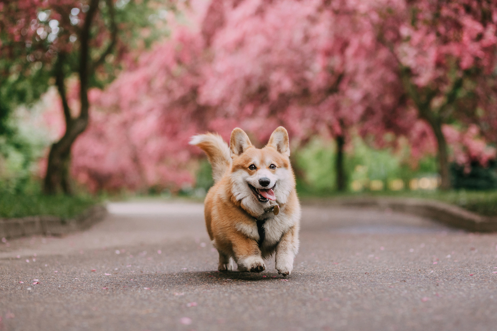 Анна и Филипп. Фотограф-анималист Елена Радченко, Москва