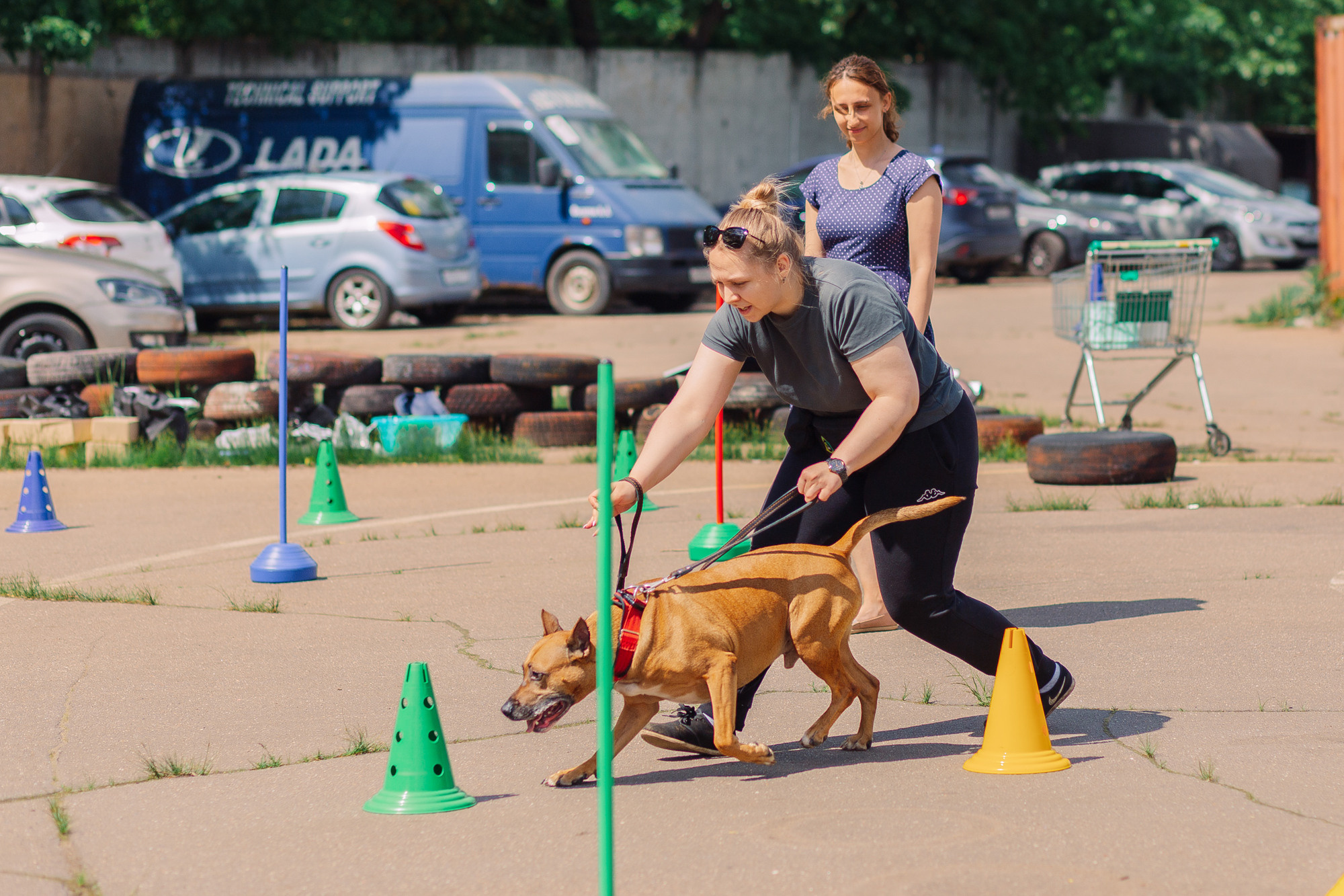 Дог-туса. Фотограф-анималист Елена Радченко, Москва