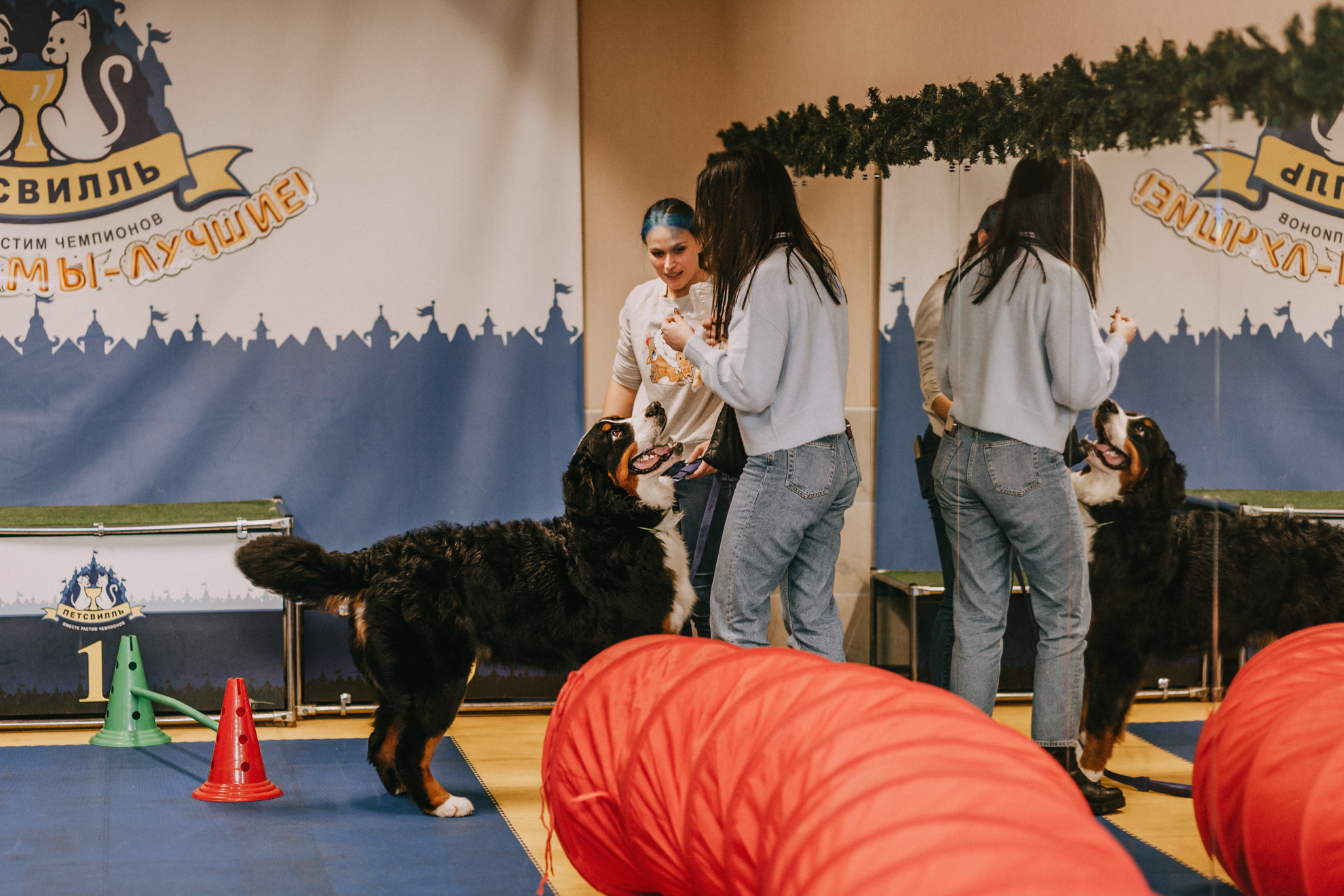 Собачий Новый год. Фотограф-анималист Елена Радченко, Москва