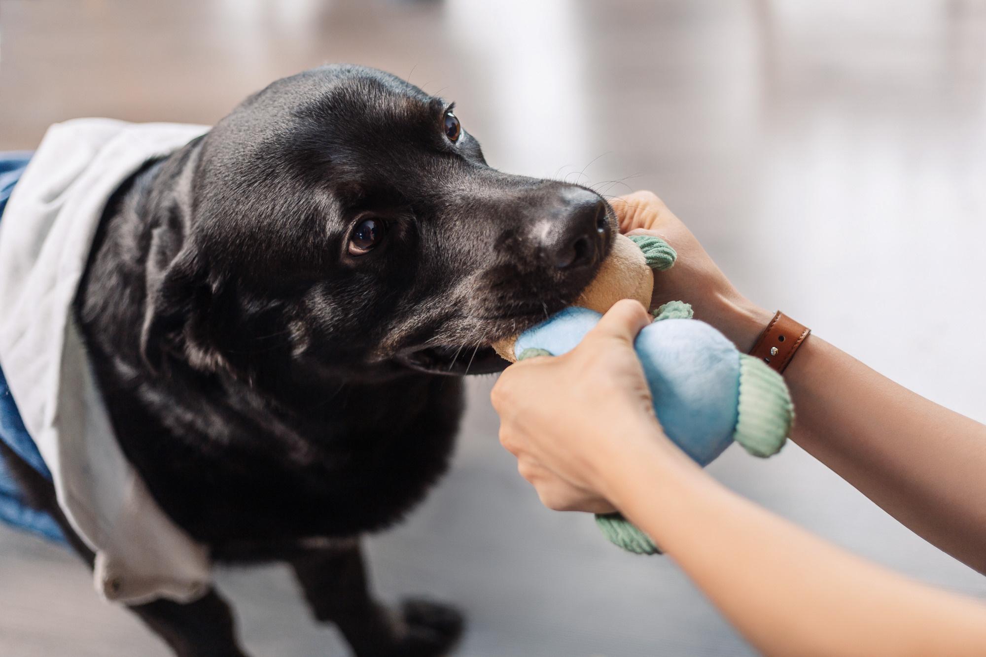 Магазин Friend of mine. Фотограф-анималист Елена Радченко, Москва
