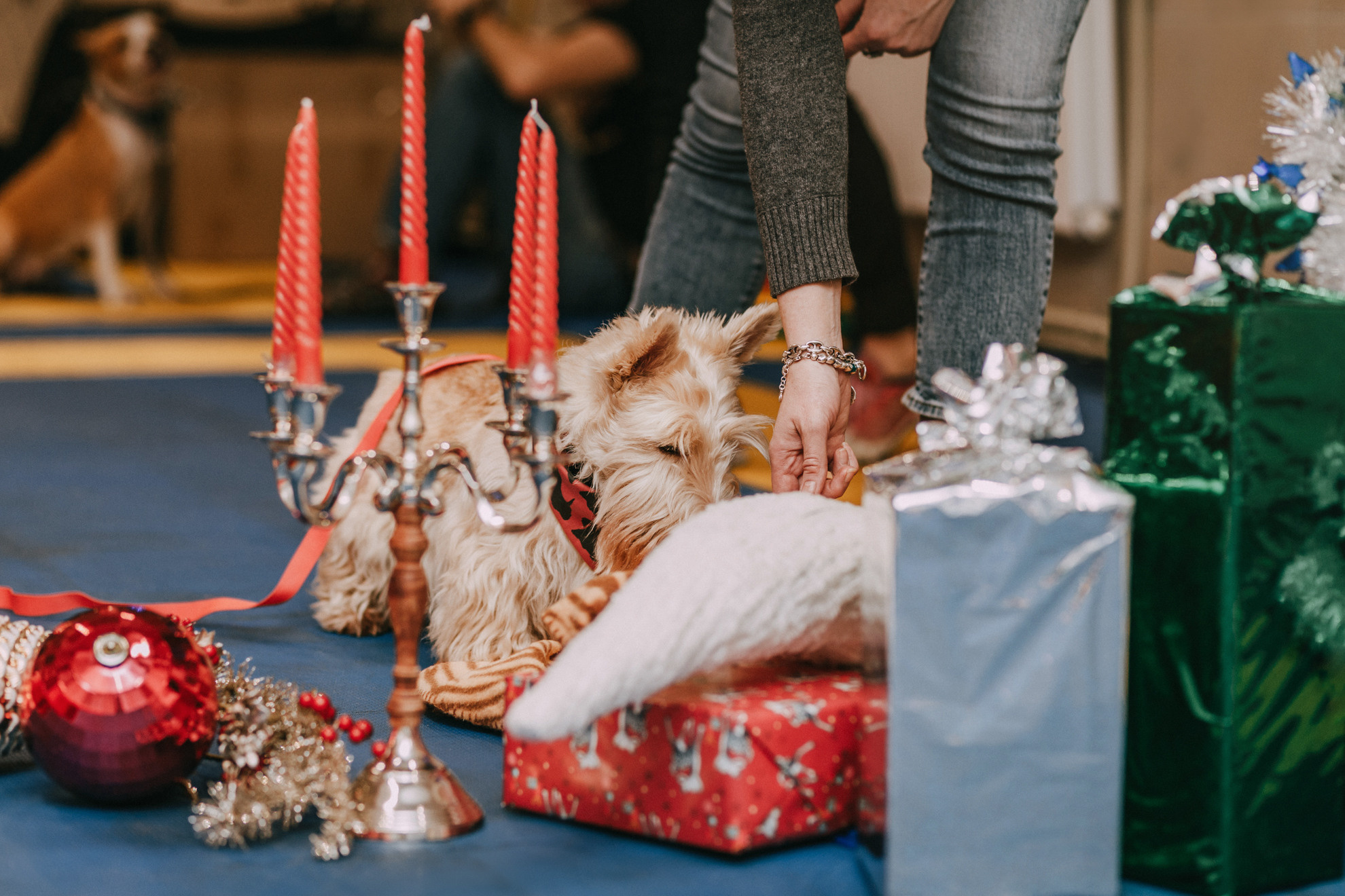 Собачий Новый год. Фотограф-анималист Елена Радченко, Москва