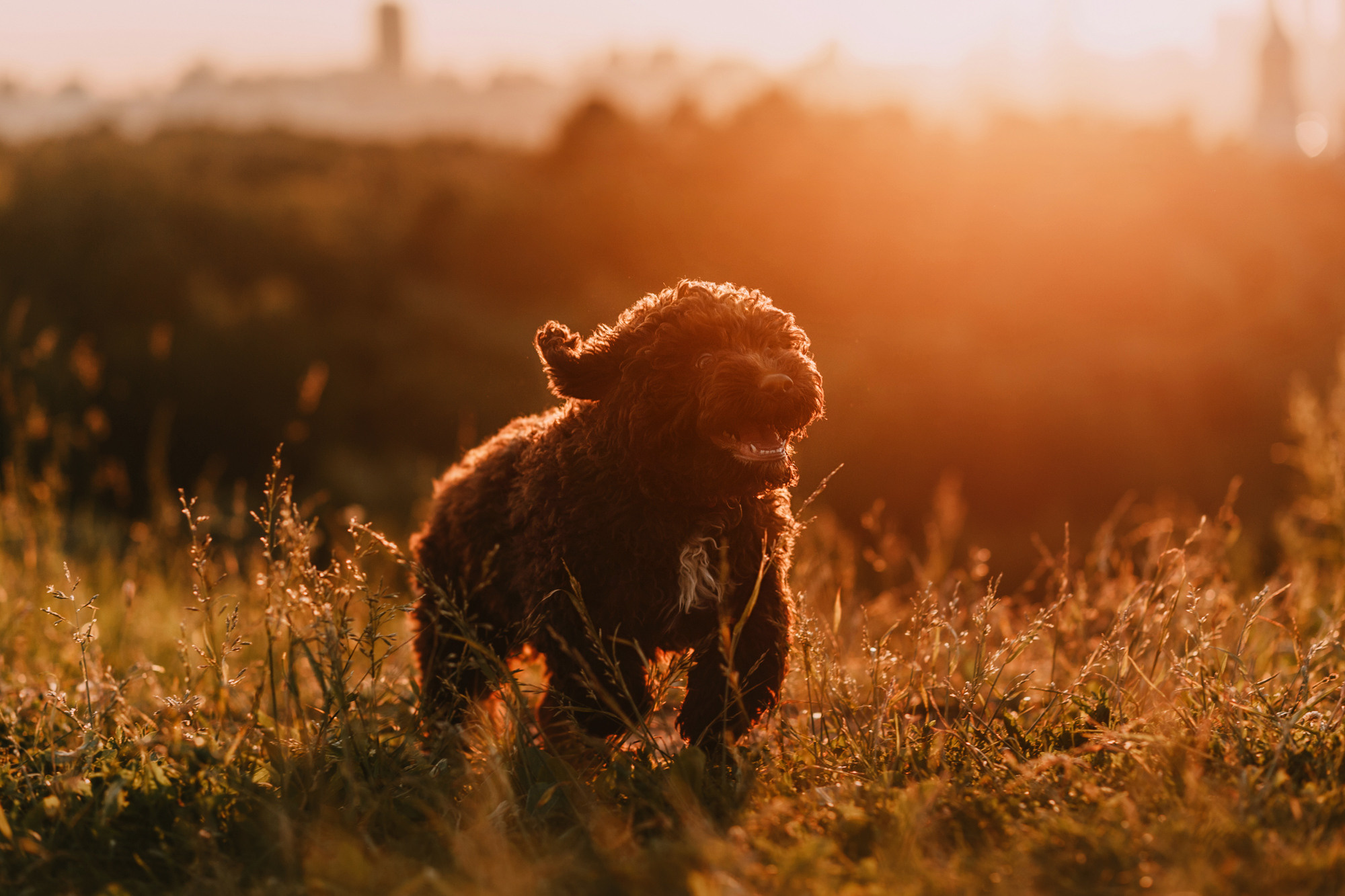 Майя и Снуп. Фотограф-анималист Елена Радченко, Москва