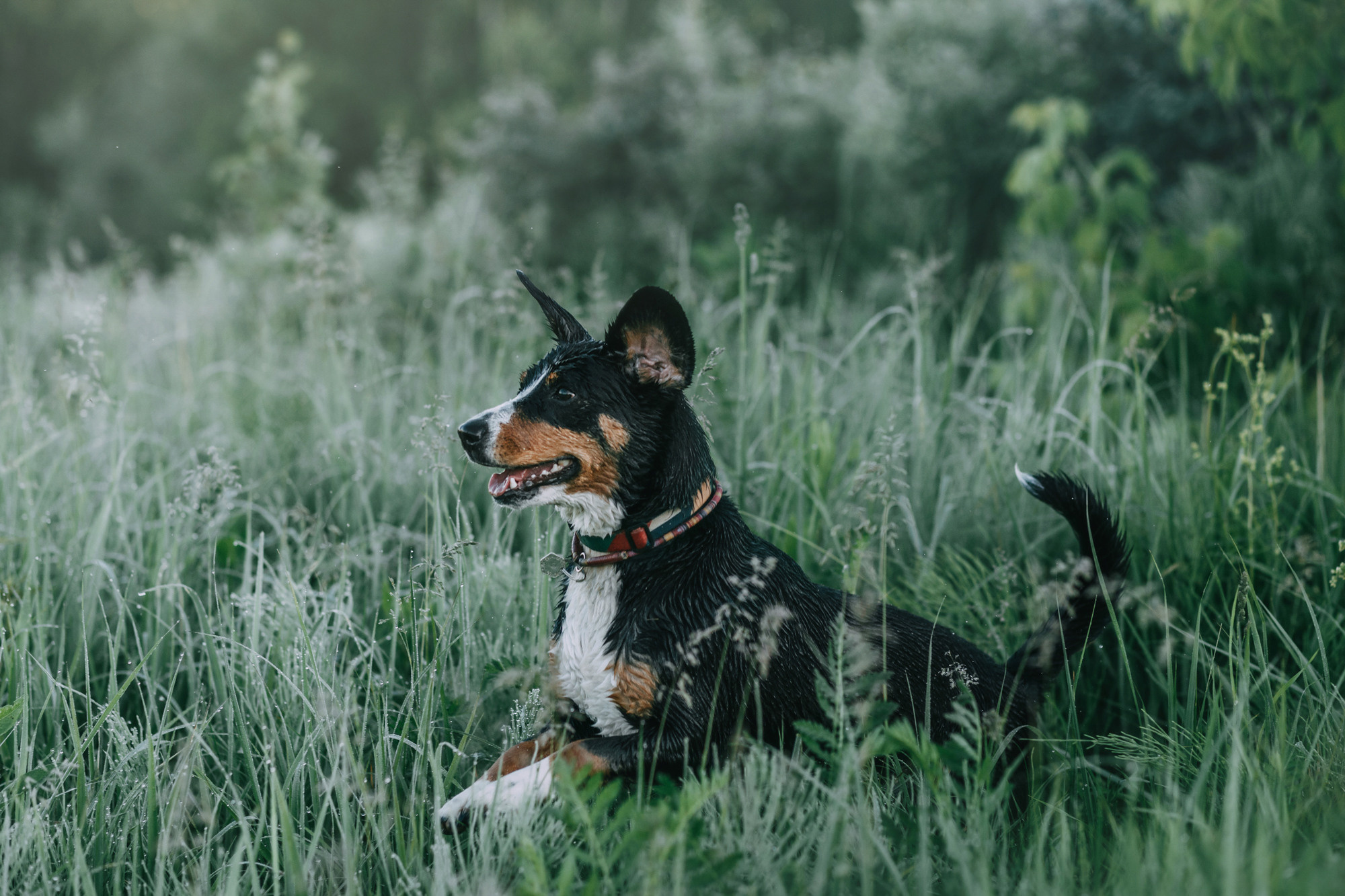 Лида и Яра. Фотограф-анималист Елена Радченко, Москва