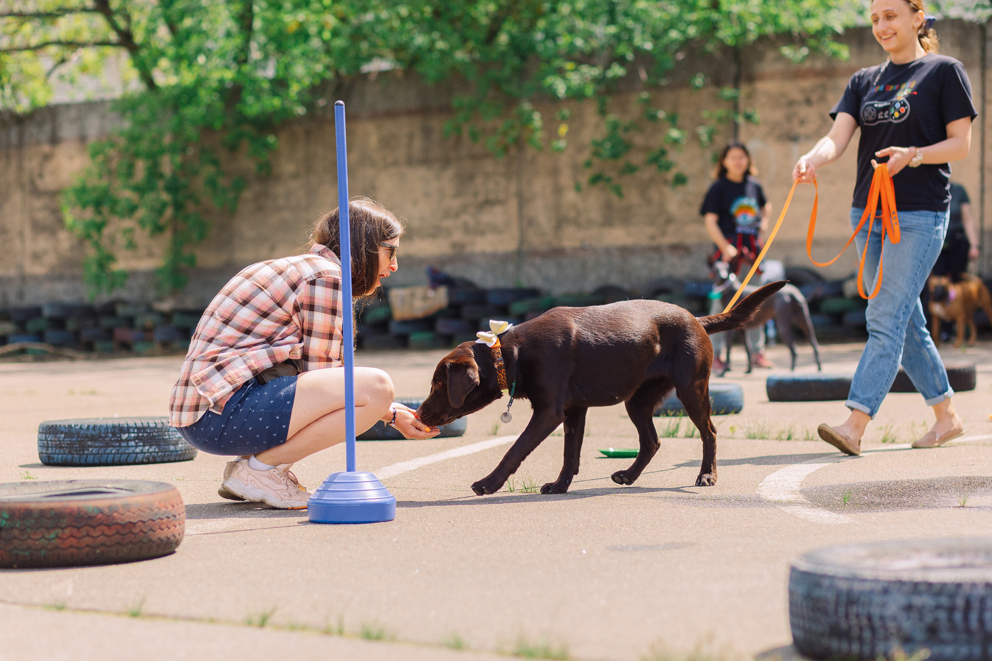 Дог-туса. Фотограф-анималист Елена Радченко, Москва