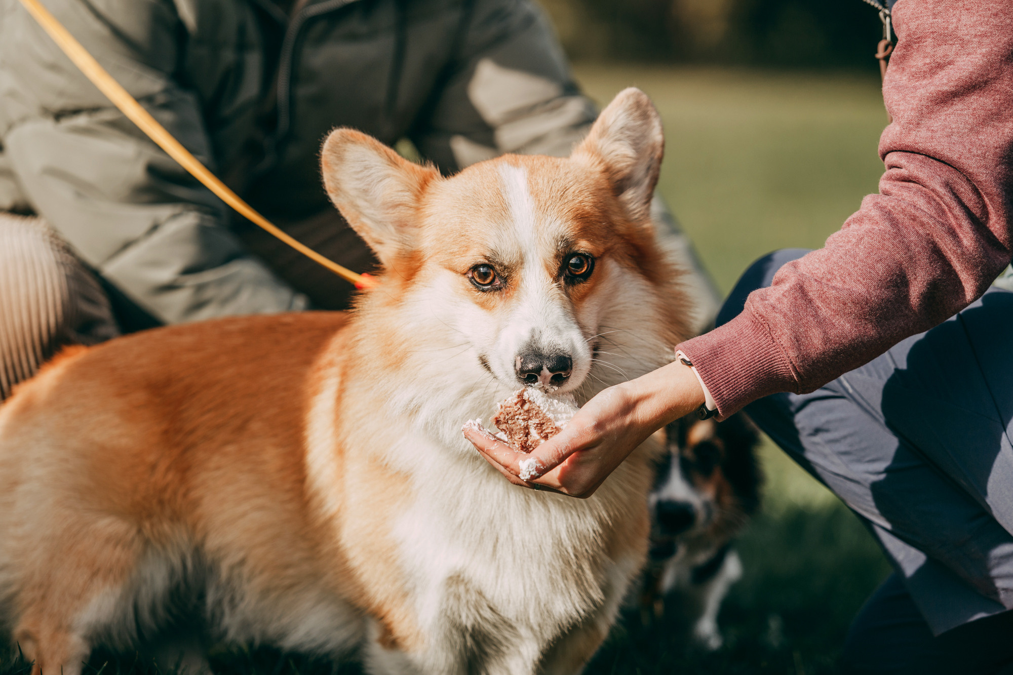 День рождения Габи. Фотограф-анималист Елена Радченко, Москва